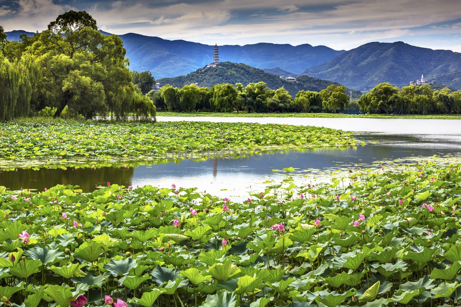 Yue Feng Pagoda Lotus Garden Summer Palace Beijing China by bill_perry