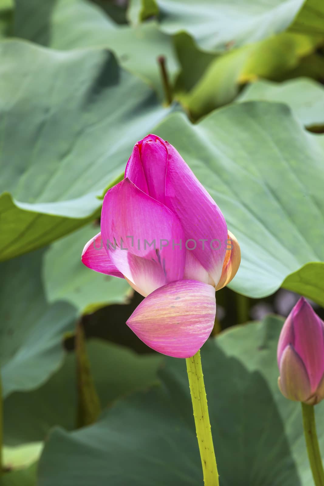 Pink Lotus Bud Close Up Beijing China by bill_perry