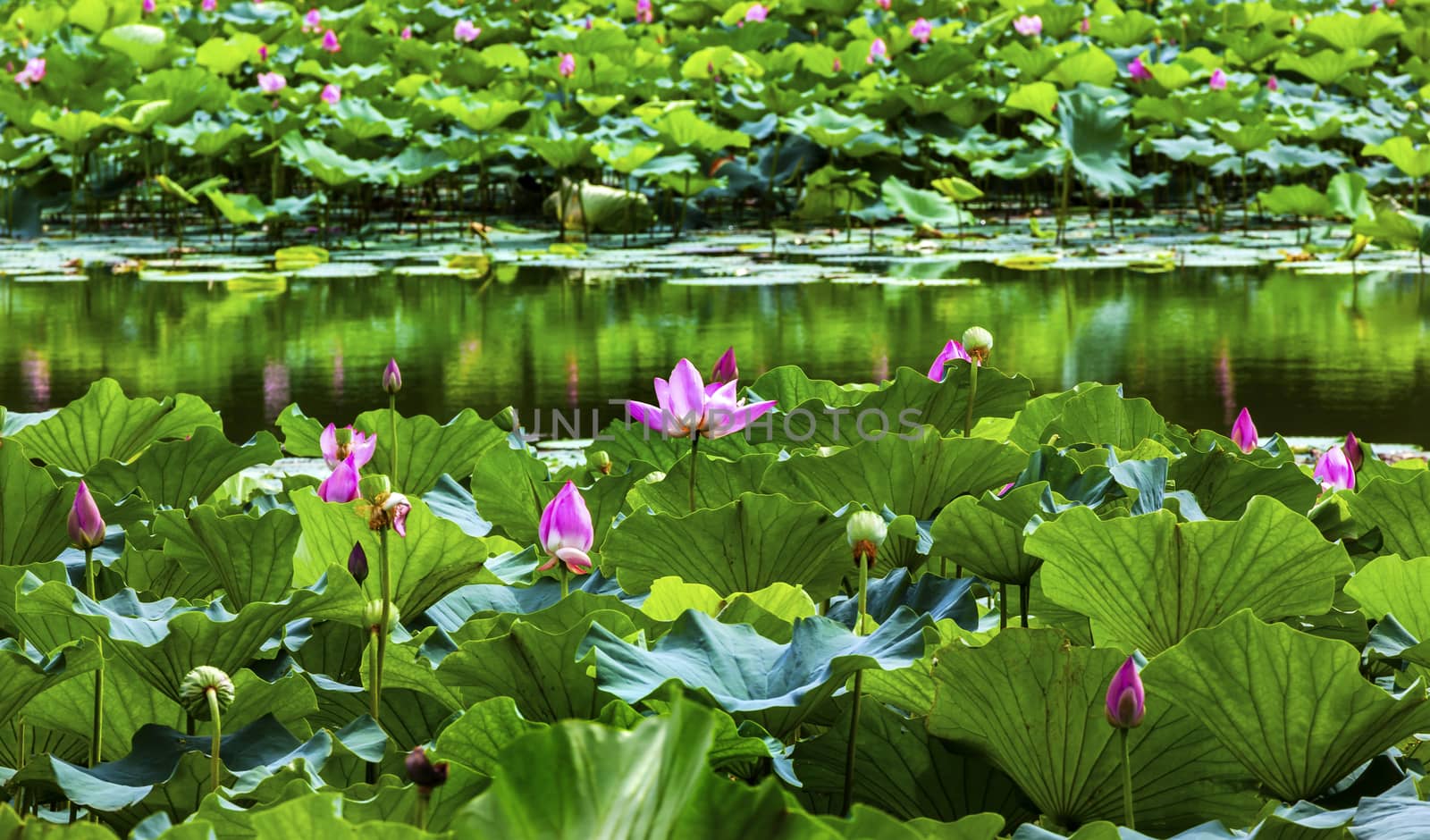 Pink Lotus Pads Garden Reflection Summer Palace Beijing China