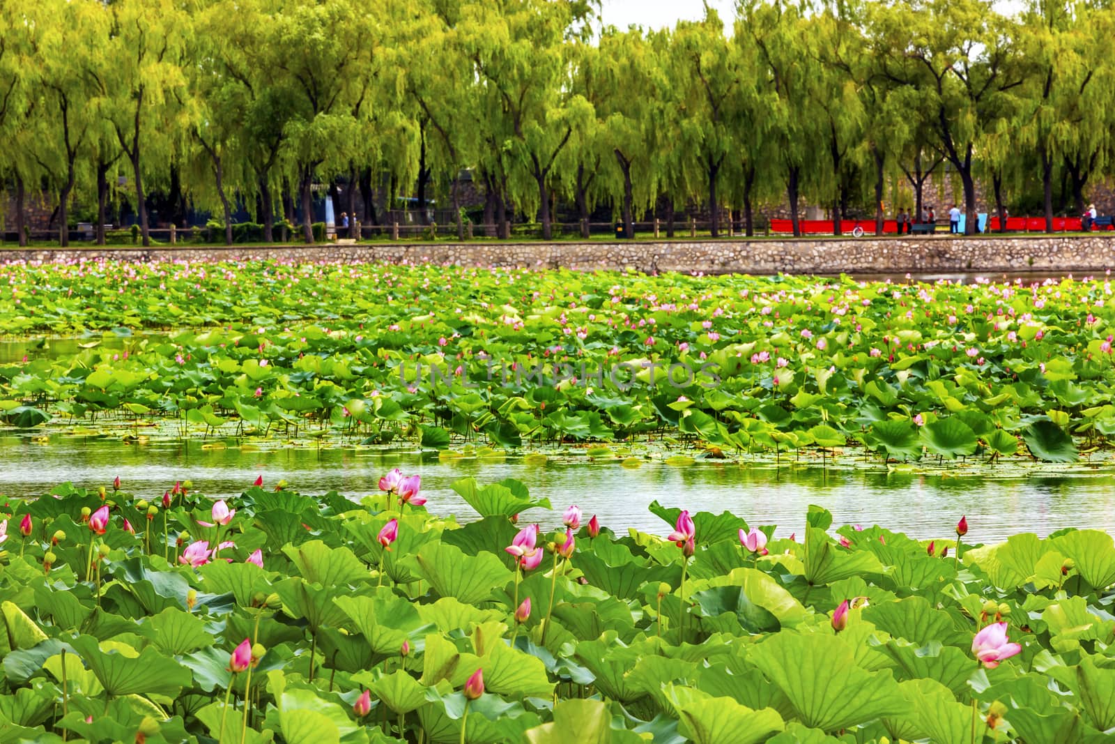 Lotus Garden Summer Palace Beijing, China by bill_perry