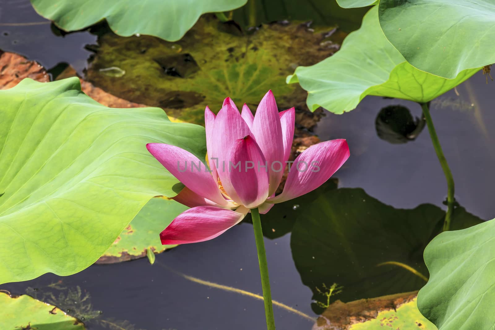 Pink Lotus Flower Lily Pads Close Up  Lotus Pond Summer Palace Beijing China