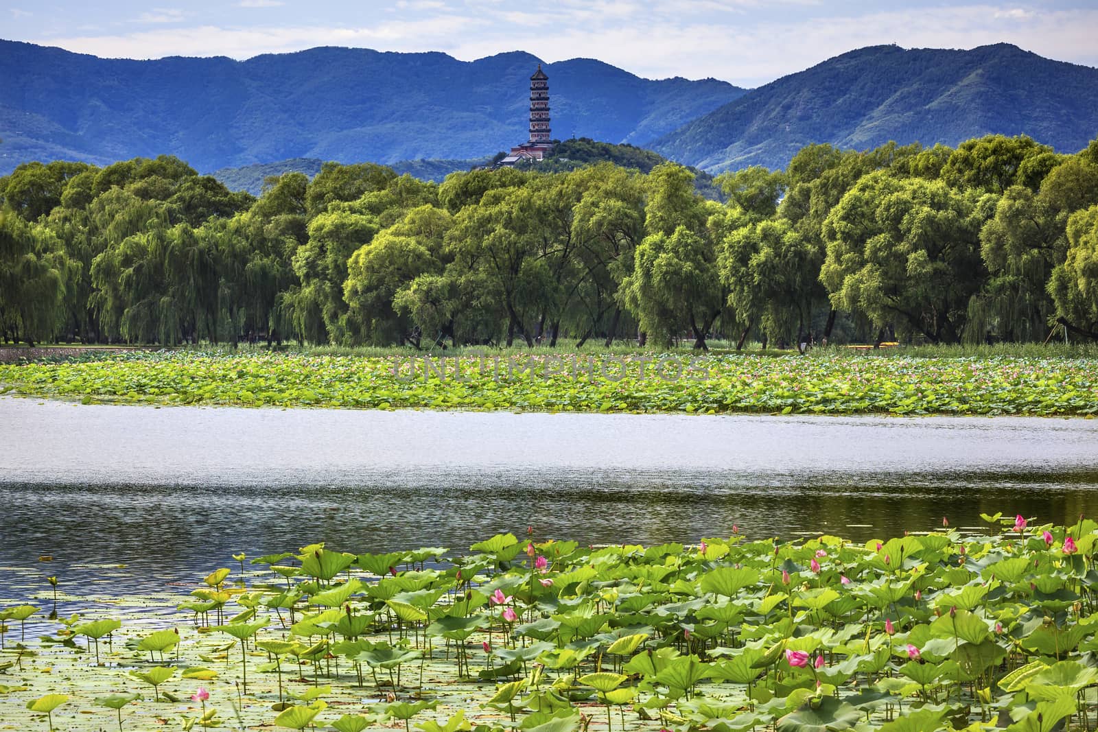 Yue Feng Pagonda Pink Lotus Pads Garden Reflection Summer Palace Beijing China