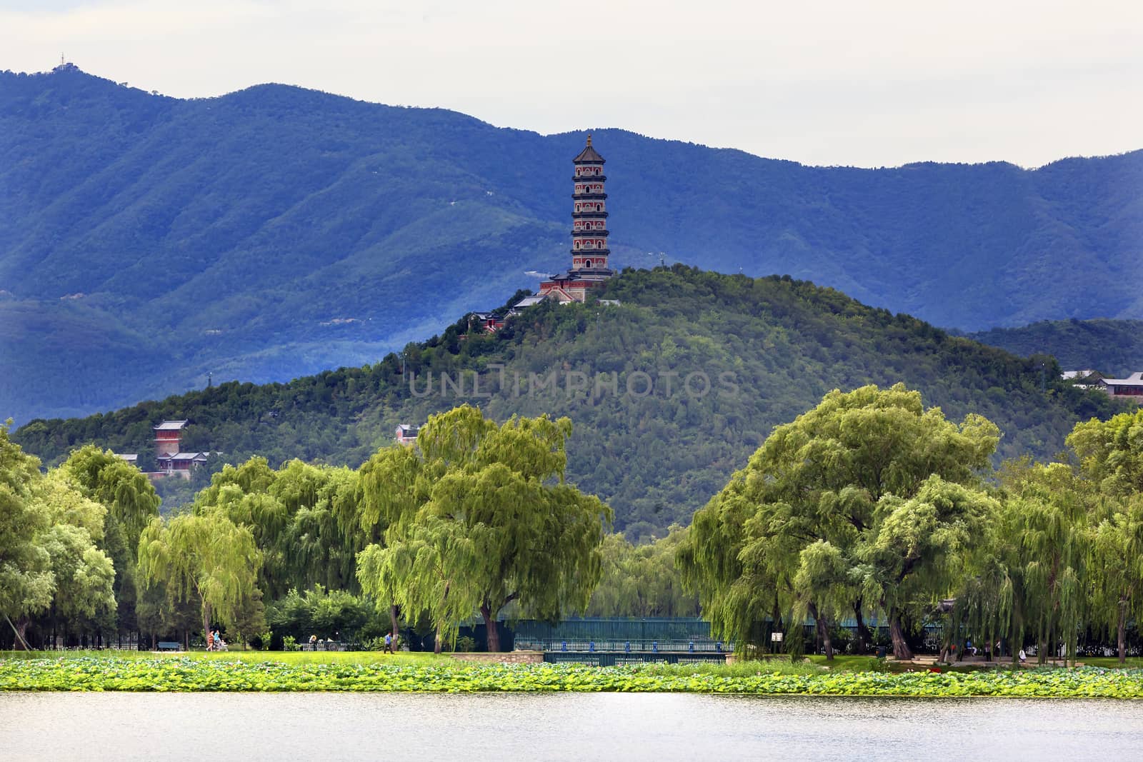 Yue Feng Pagonda Pink Lotus Pads Garden Willow Trees Summer Palace Beijing China