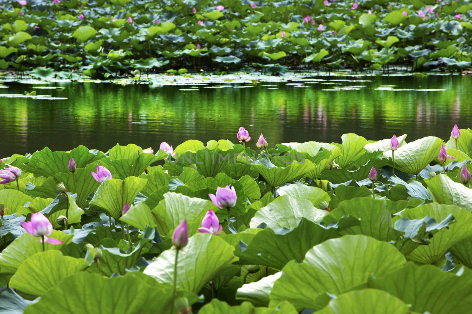 Lotus Garden Reflection Summer Palace Beijing, China by bill_perry