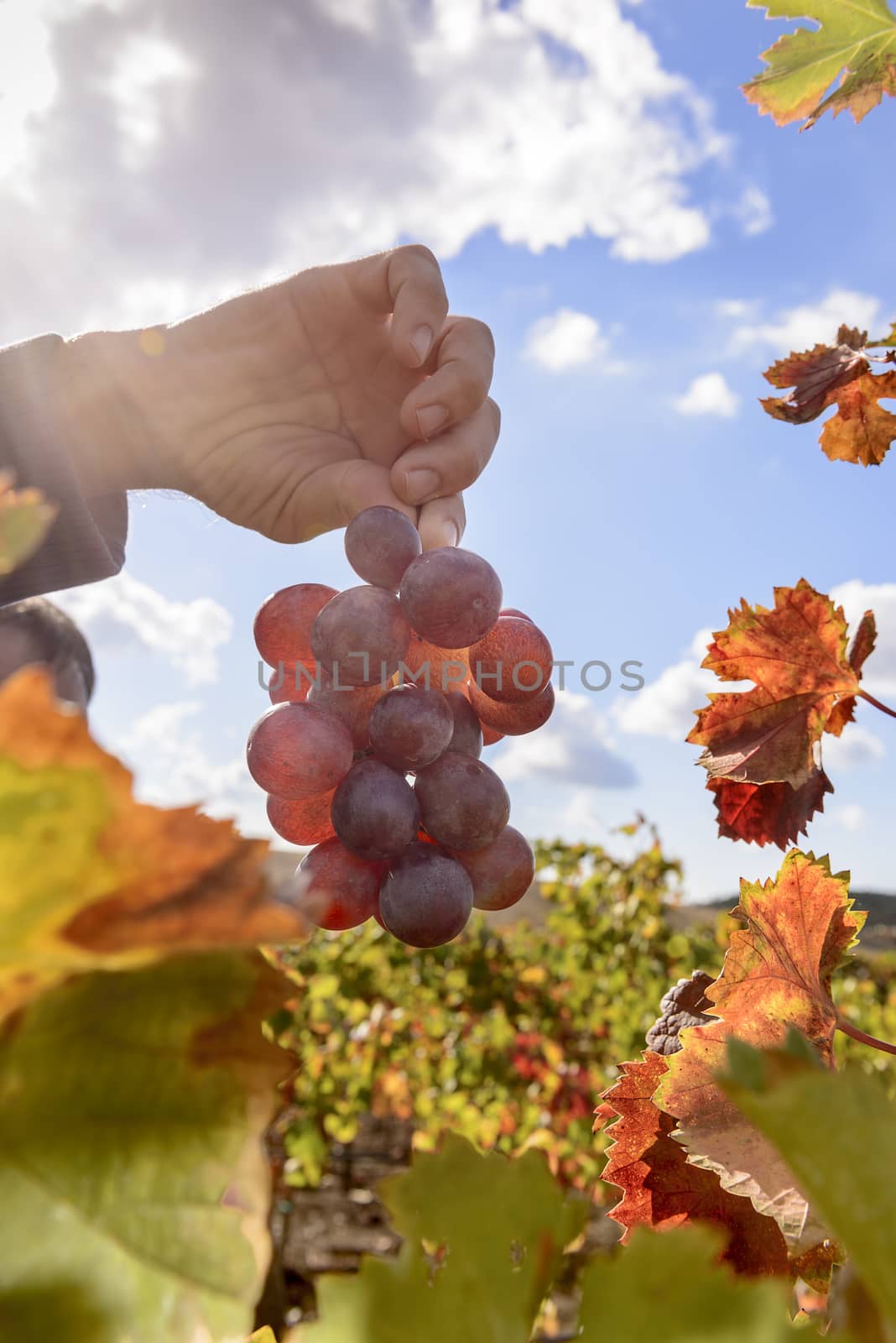 The autumn weather in Sardinia in the vineyards of Sulcis. South West of Sardinia.