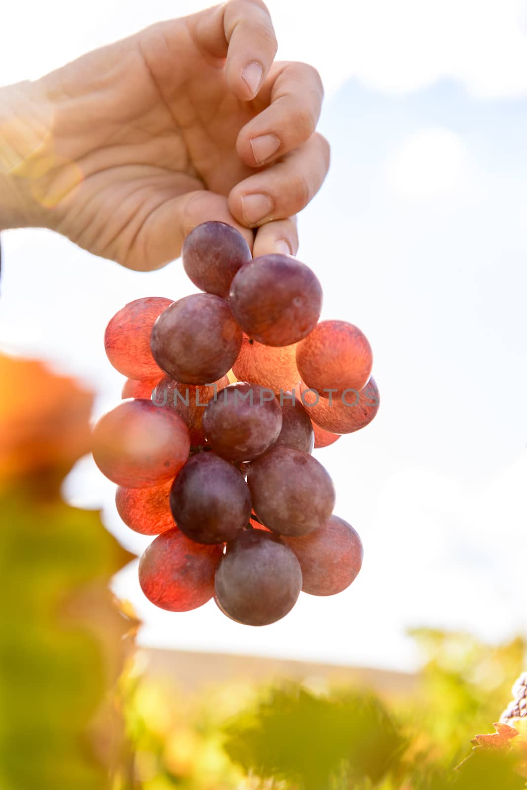 The autumn weather in Sardinia in the vineyards of Sulcis. South West of Sardinia.