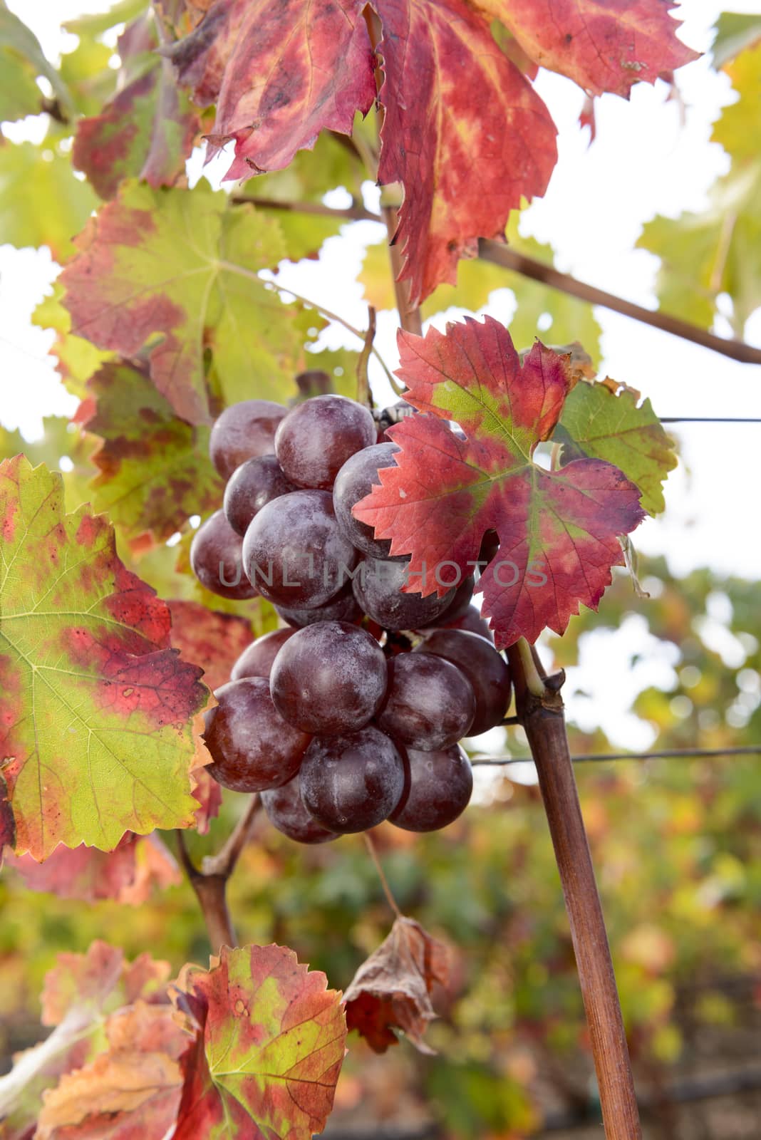 The autumn weather in Sardinia in the vineyards of Sulcis. South West of Sardinia.