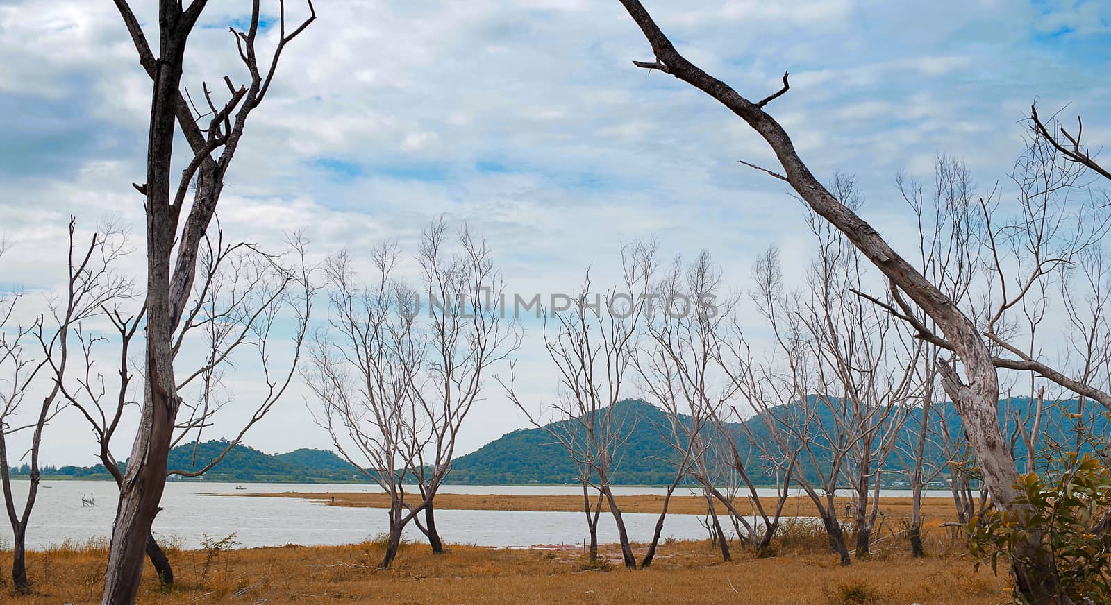 Dead tree beside the lake by pixbox77