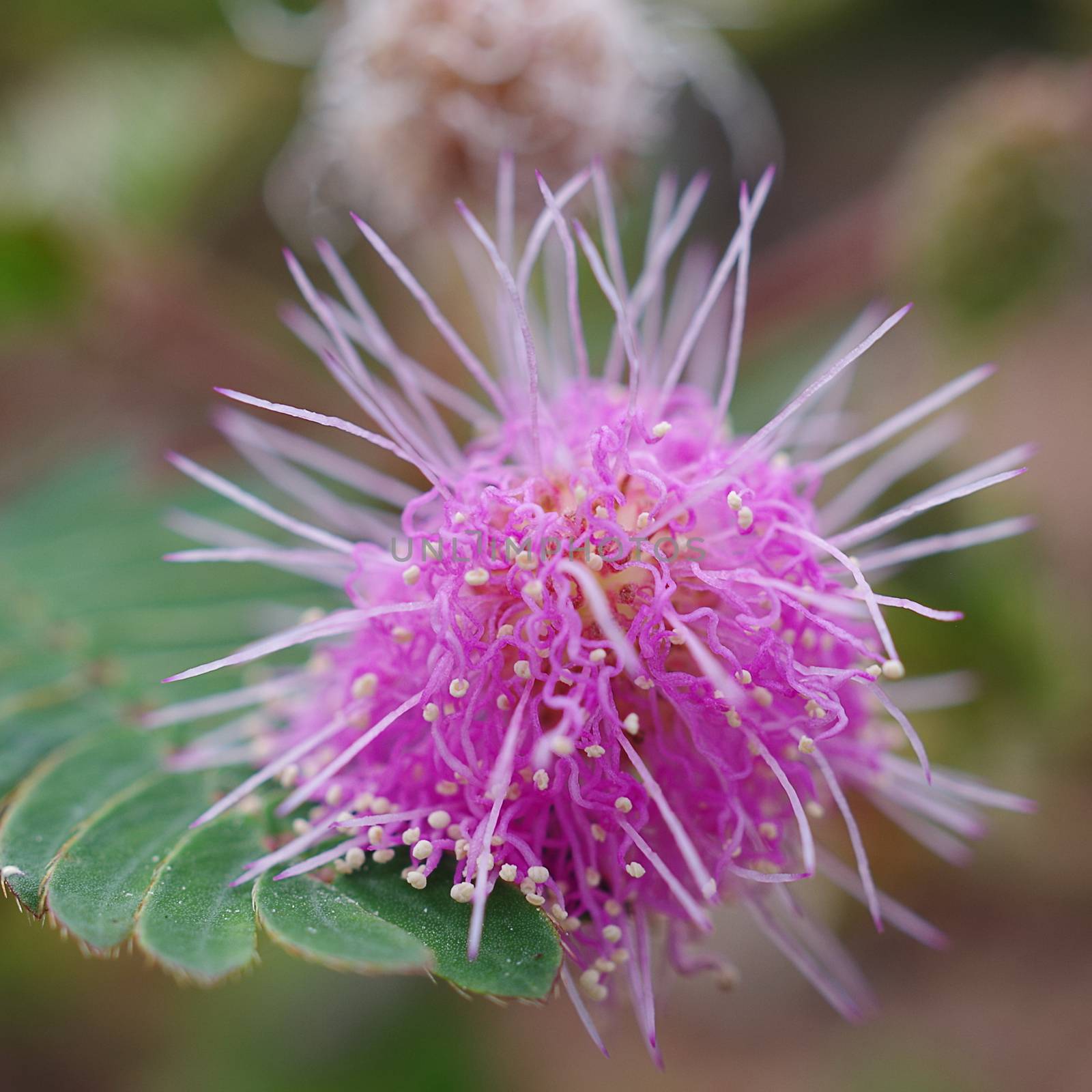 Close up of sensitive plant flower, Mimosa pudica 