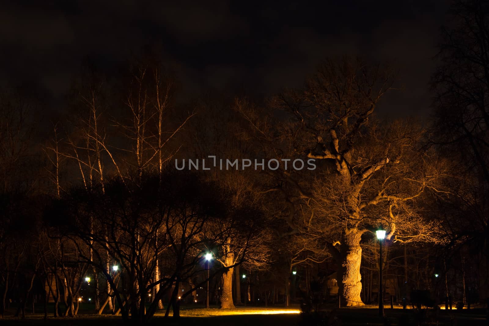 Very old oak tree in the Park at night in the light of streetlights. The autumn in Kolomenskoye park, Moscow.
