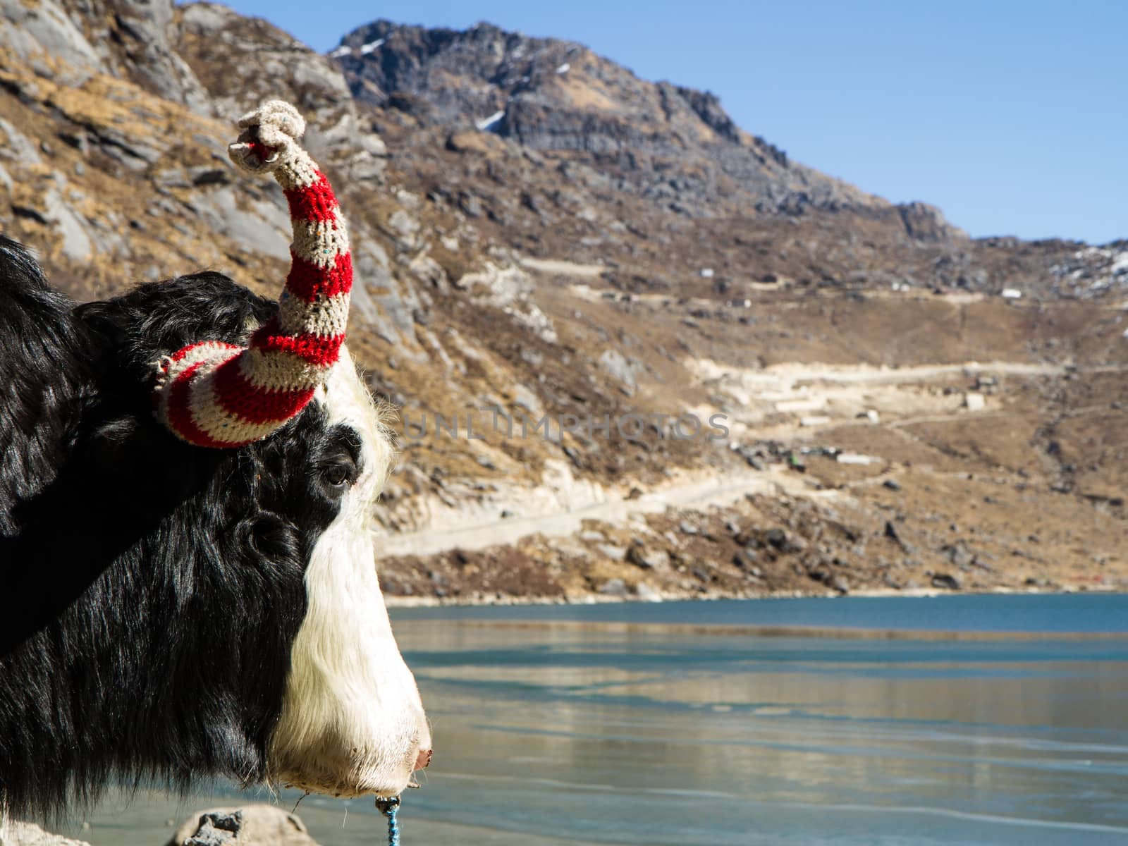 Yak head in front of Tsongmo mountain lake at sunny day. by straannick