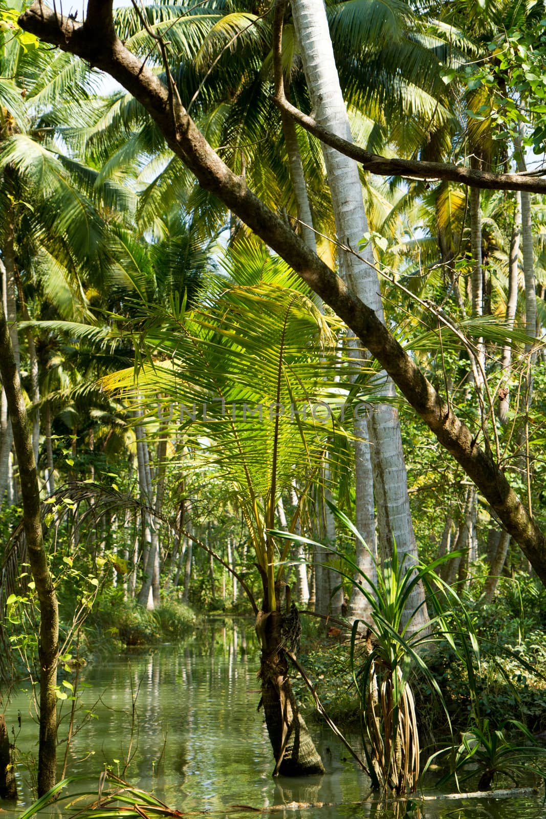 Kerala backwaters jungle by straannick