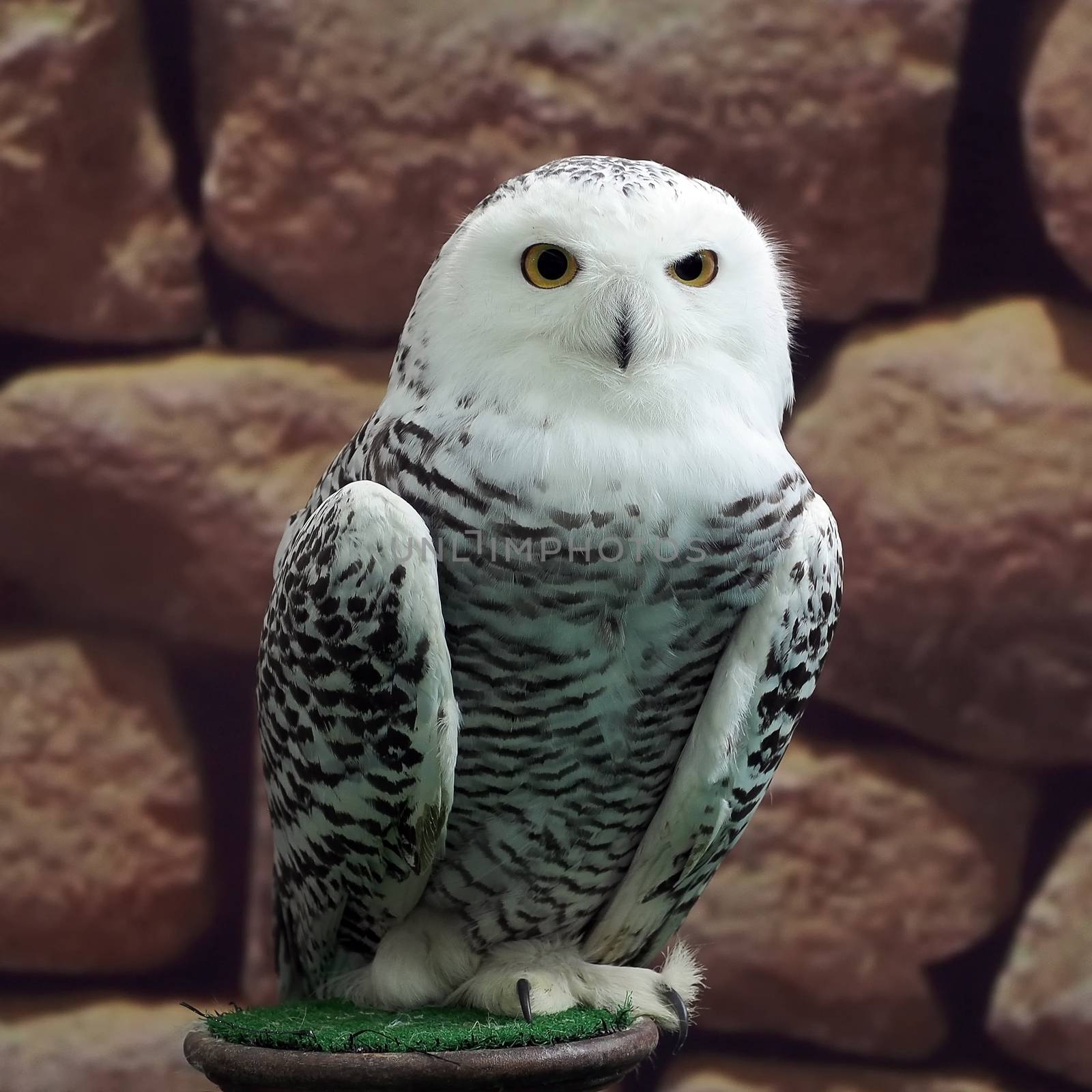 closeup of snow owl with nature background  