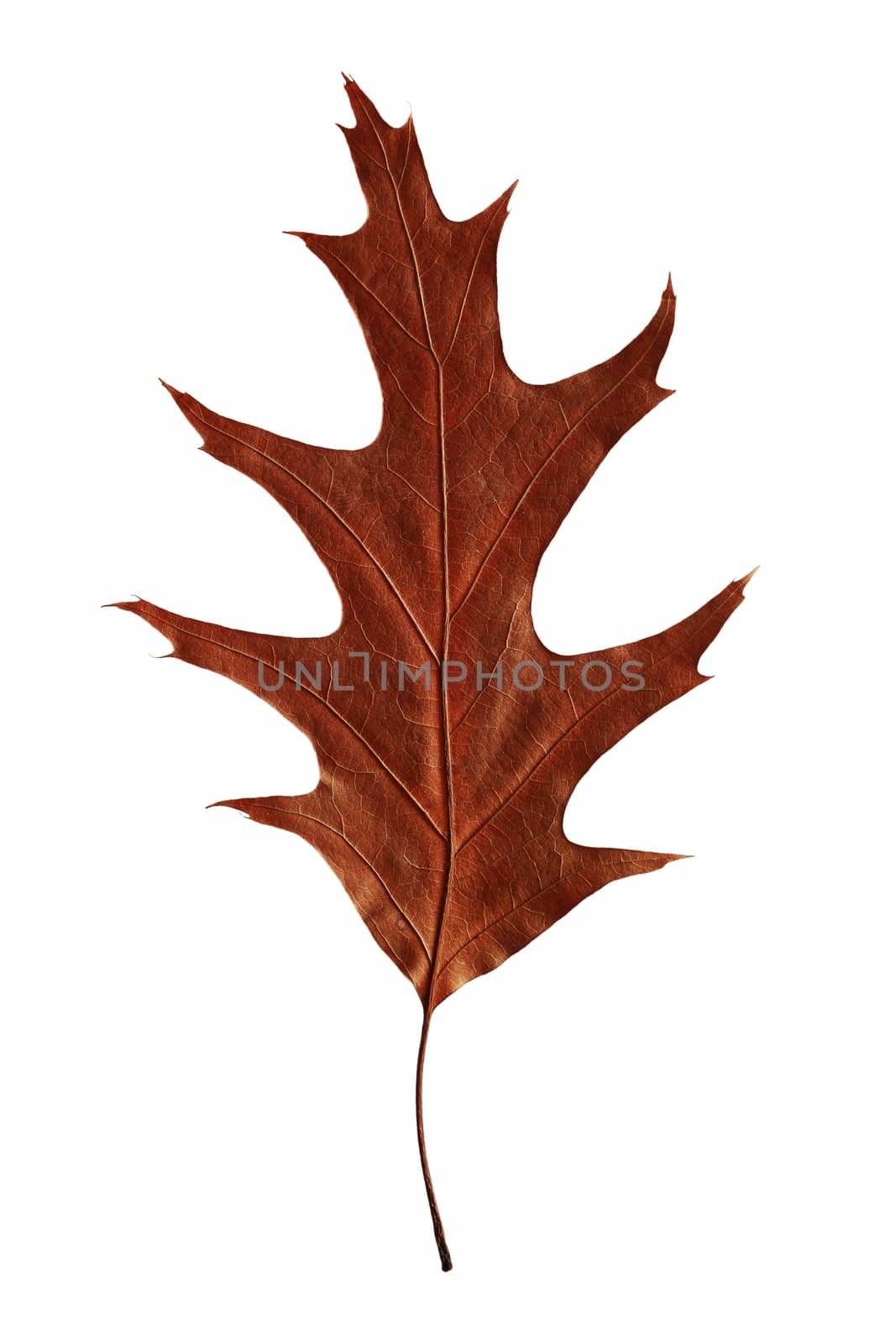 Bright autumn leaf  by marynamyshkovska