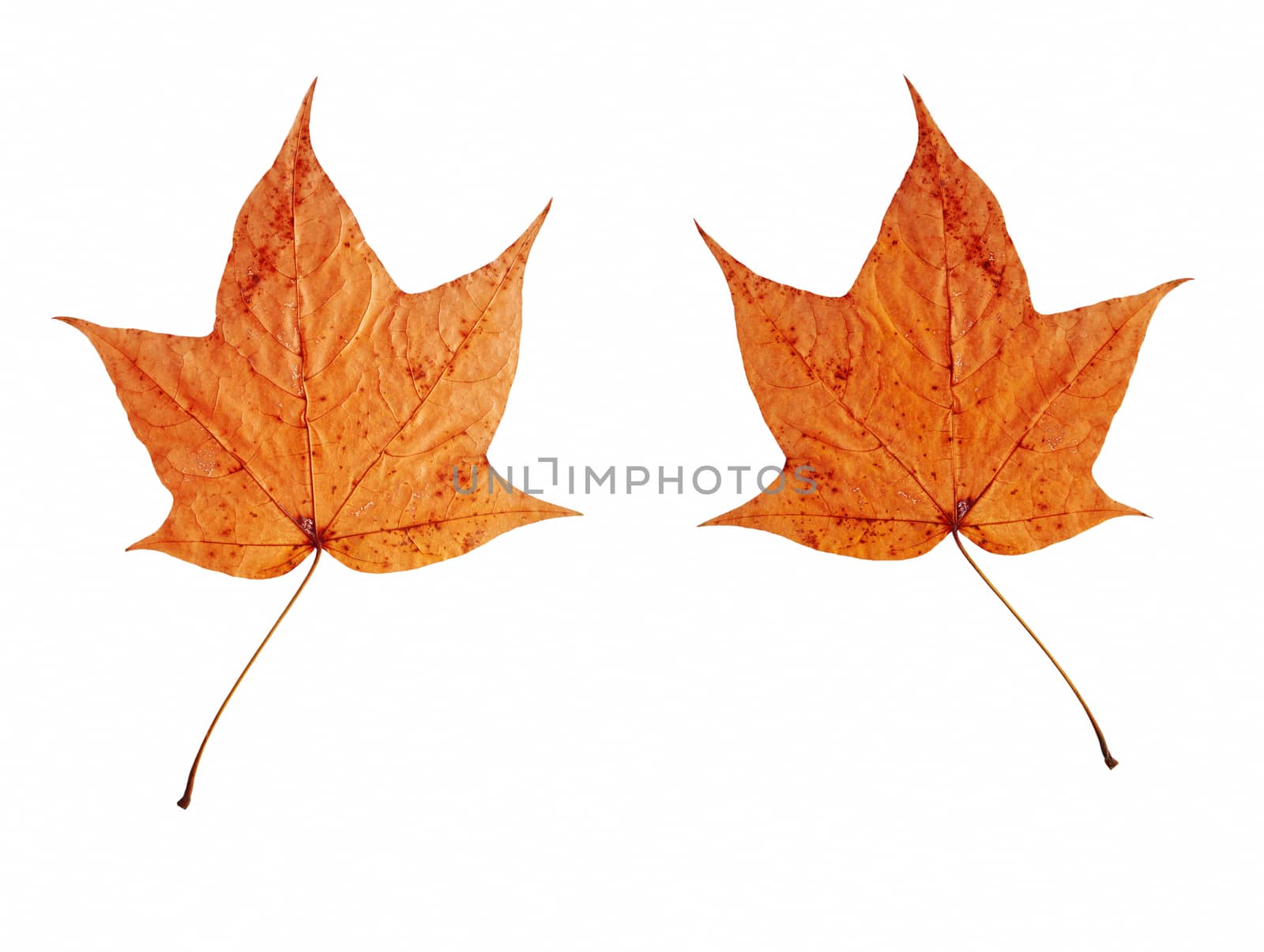 Bright autumn leaves isolated on white background.
two sides
