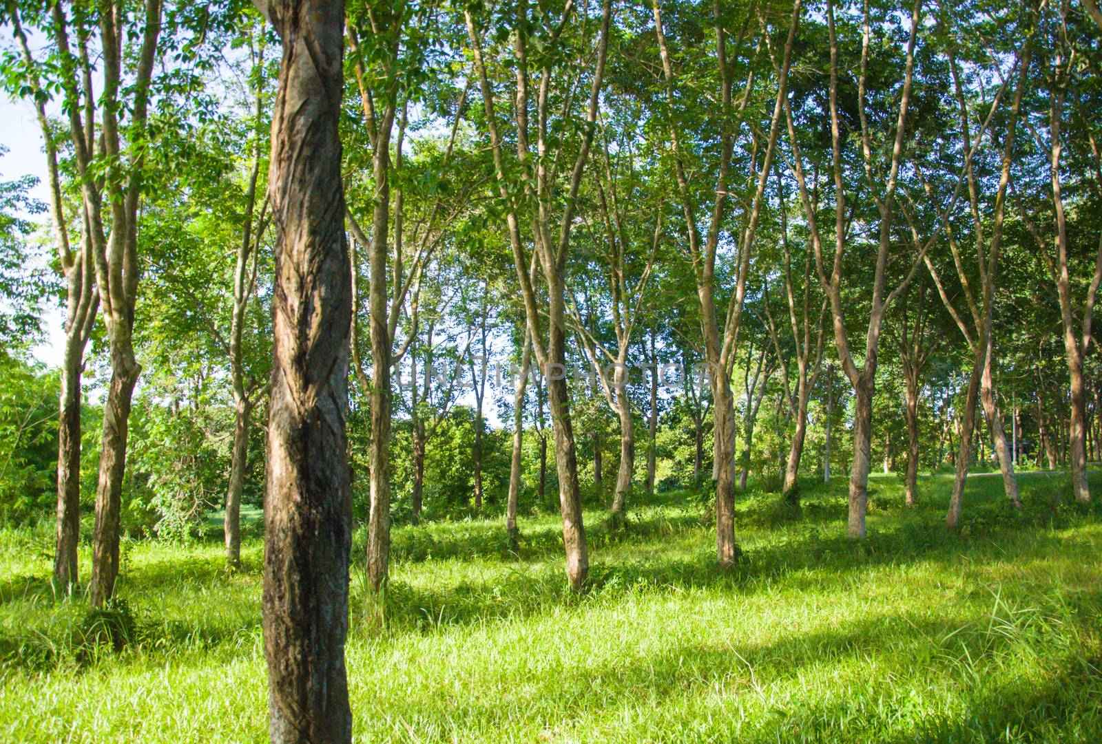 The beauty of green garden and many trees.