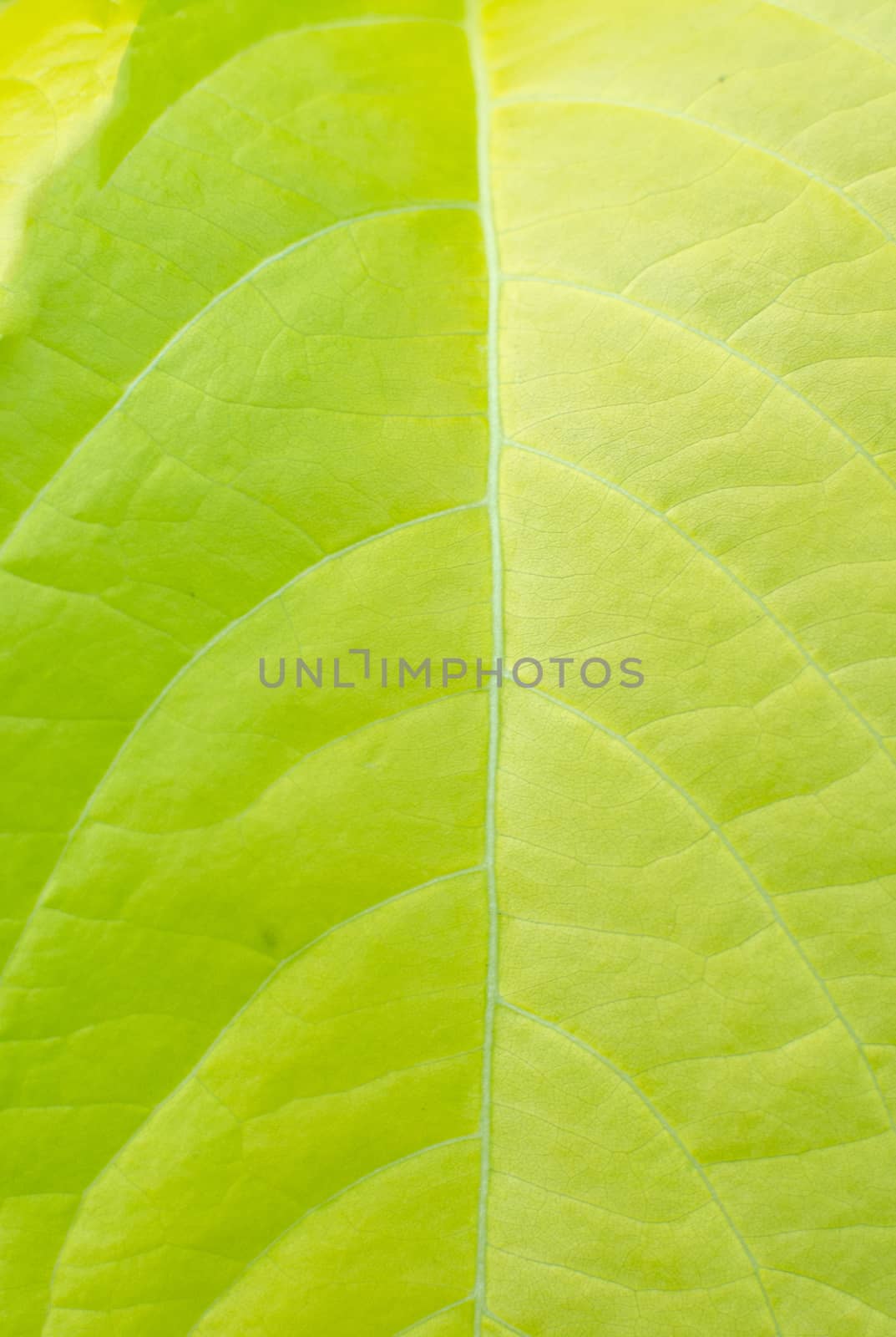 Texture background of backlight fresh green Leaf by nopparats