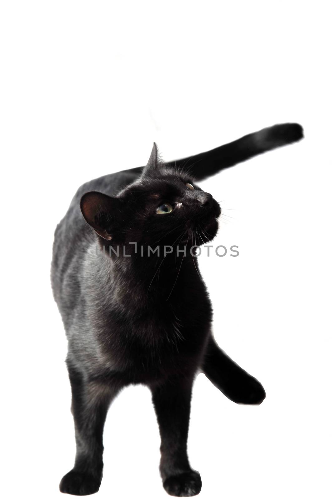 A Black female cat on white background in studio