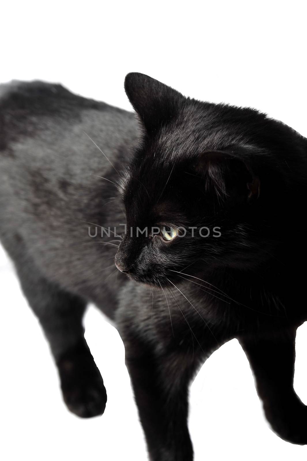 Black female cat on white background in studio by seawaters