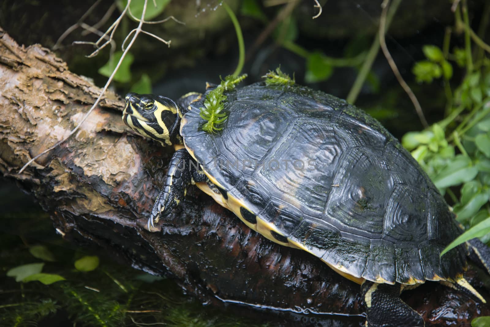 A yellow bellied slider terrapin at Pili Palas, Anglesey, North Wales