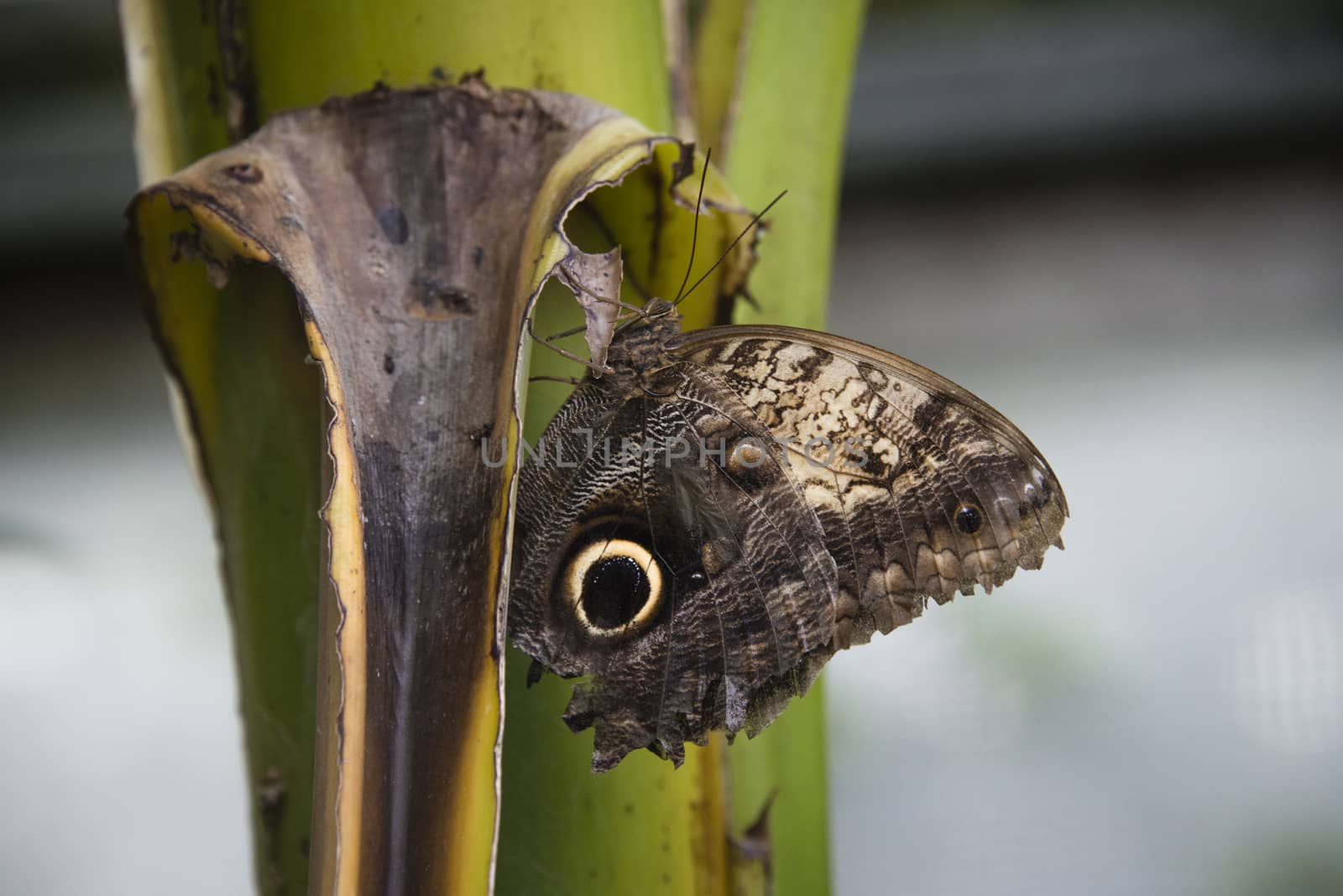 Forest Giant Owl butterfly (Caligo Eurilochus) on a leaf