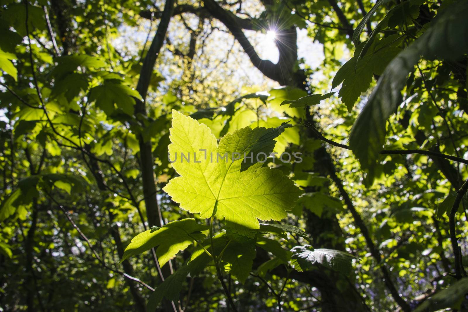 Light shining through a leaf in woodland, North Wales