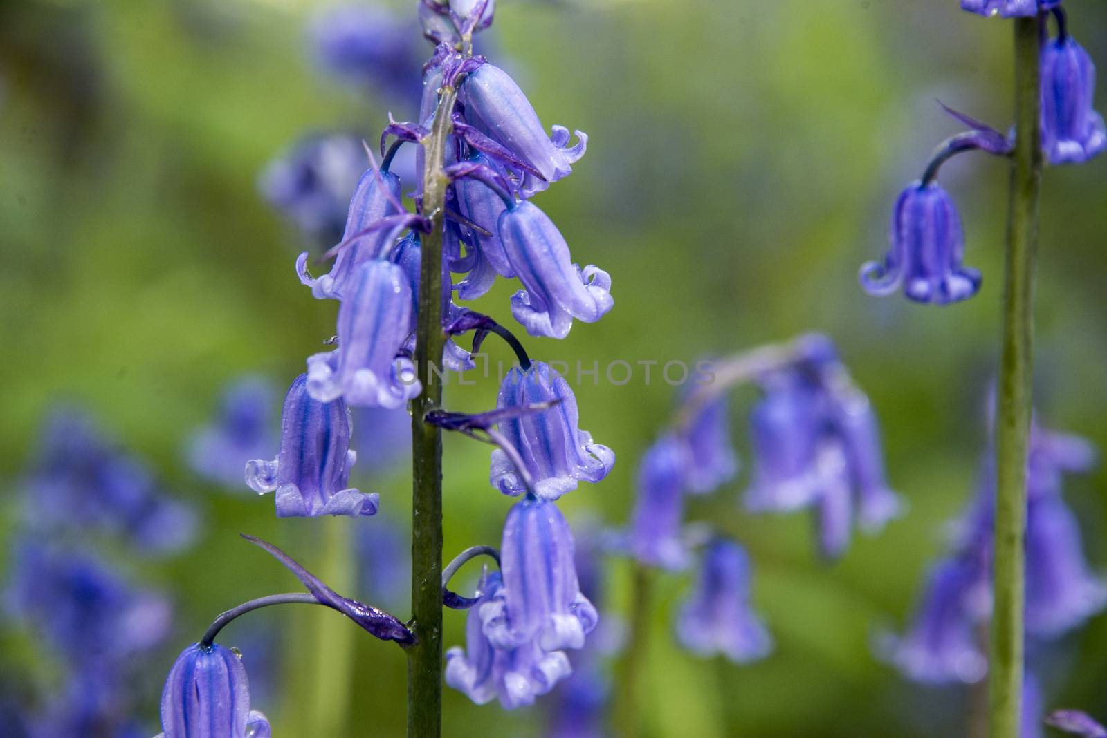 Closeup of a bluebell in a meadow