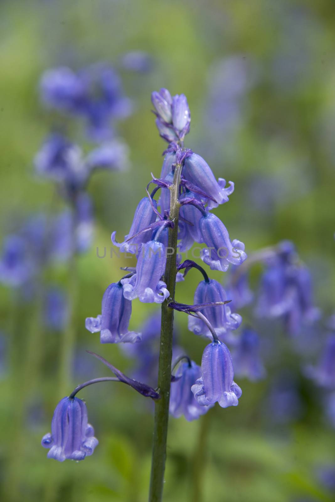 Closeup of a bluebell in a meadow