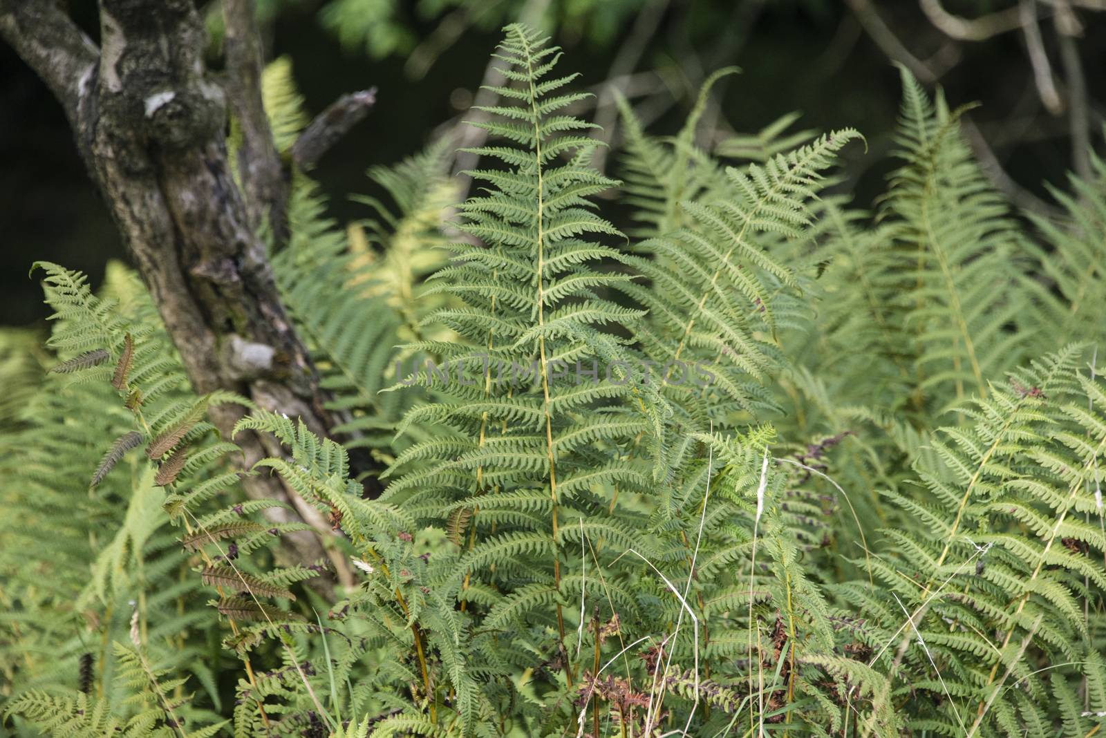 Ferns in woodland in England