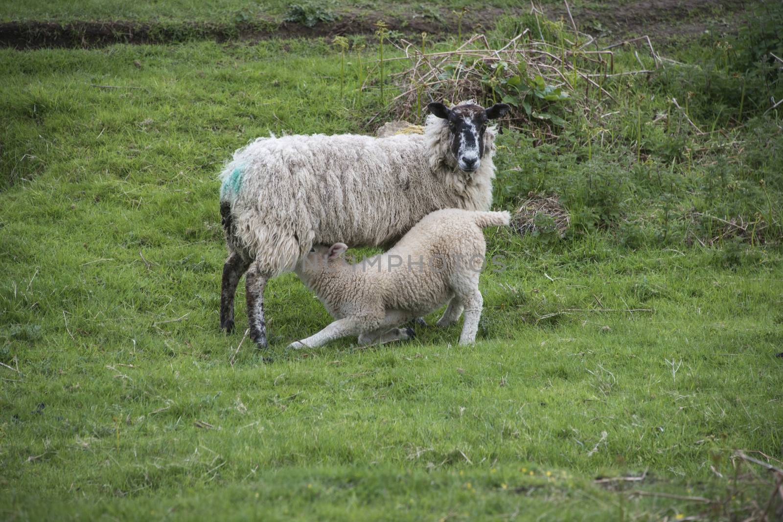 A lamb feeding from it s mother