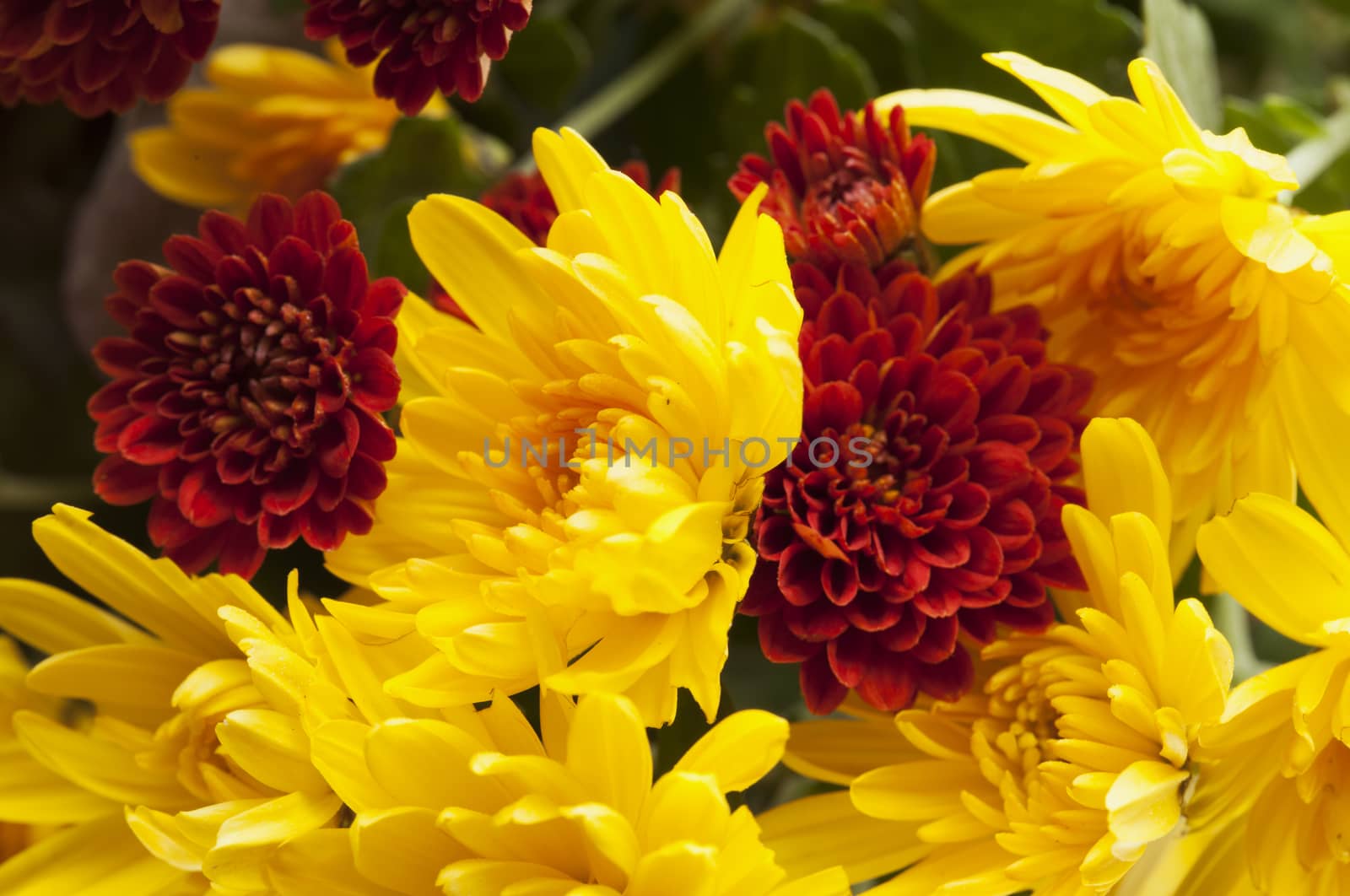 Red and yellow chrysantemums in a bunch