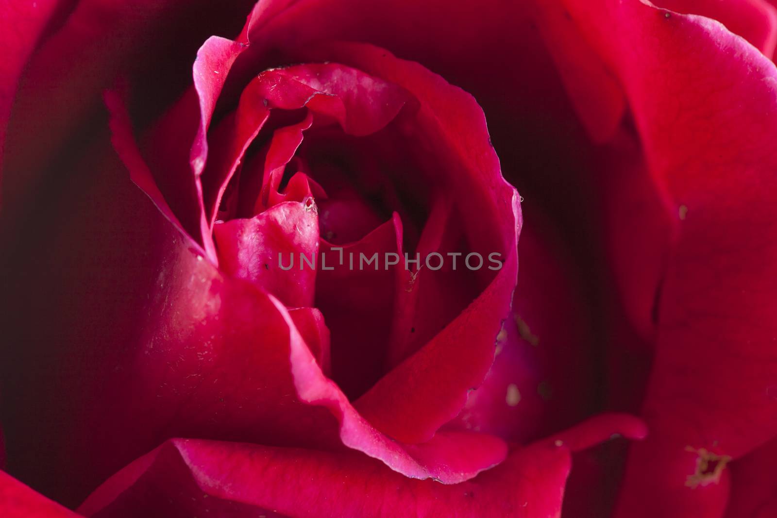 Red rose in strict close up, horizontal image