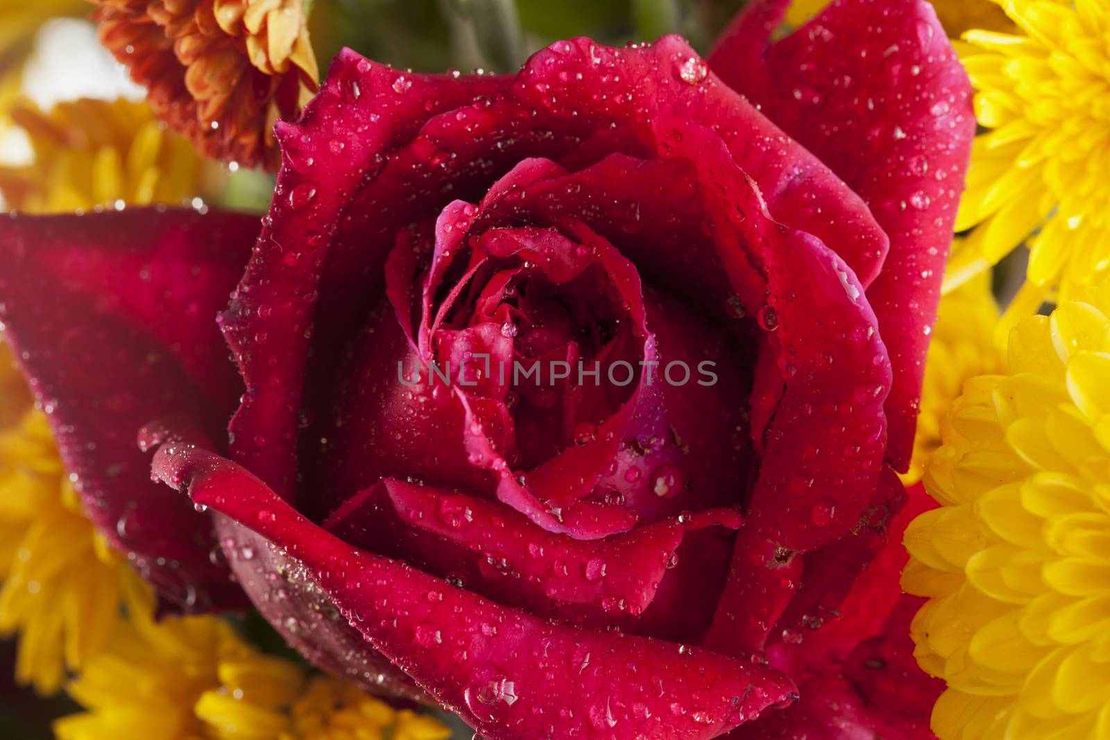 Red rose with drops of water, close up