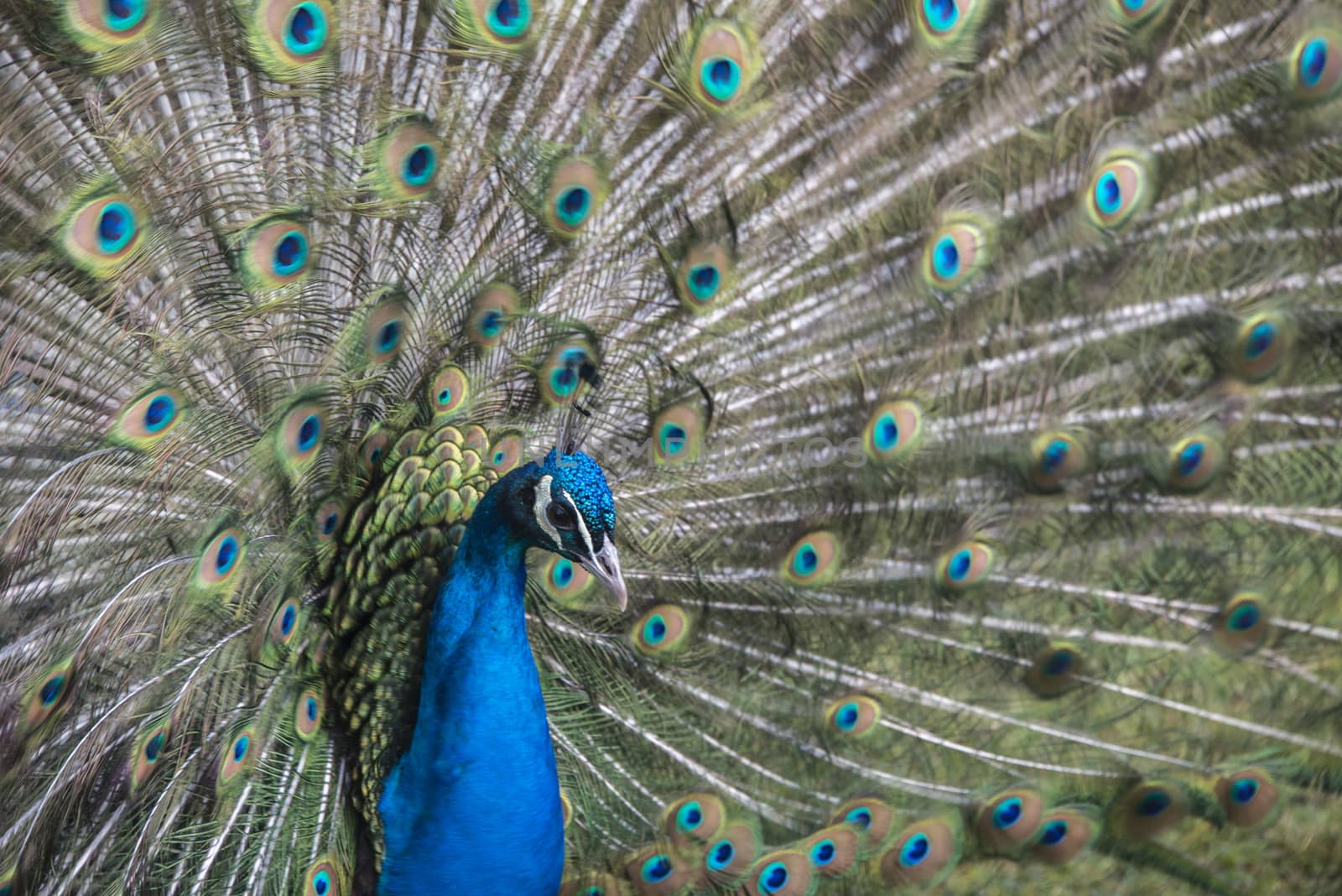 Close up of a peacock  Pavo cristatus  with his feathers outspread, Blackbrook zoo, England