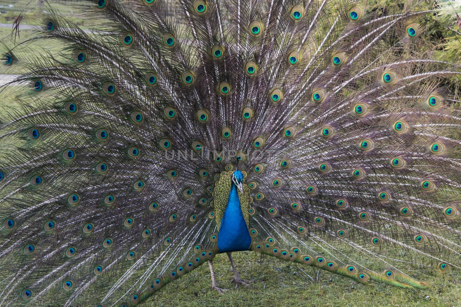 A peacock  Pavo cristatus  with his feathers outspread, Blackbrook zoo, England