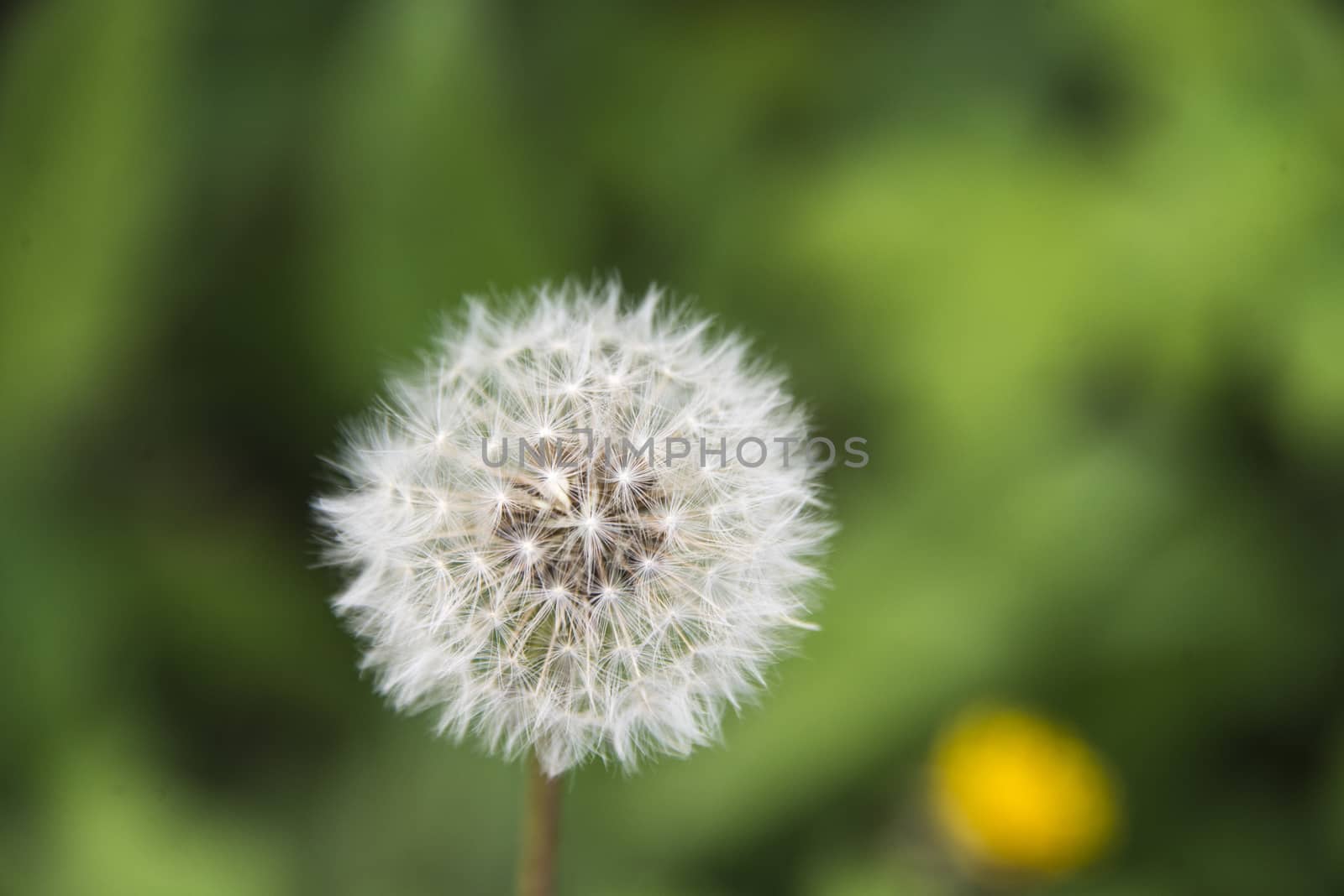 Close up of a common dandelion  Taraxacum officinale