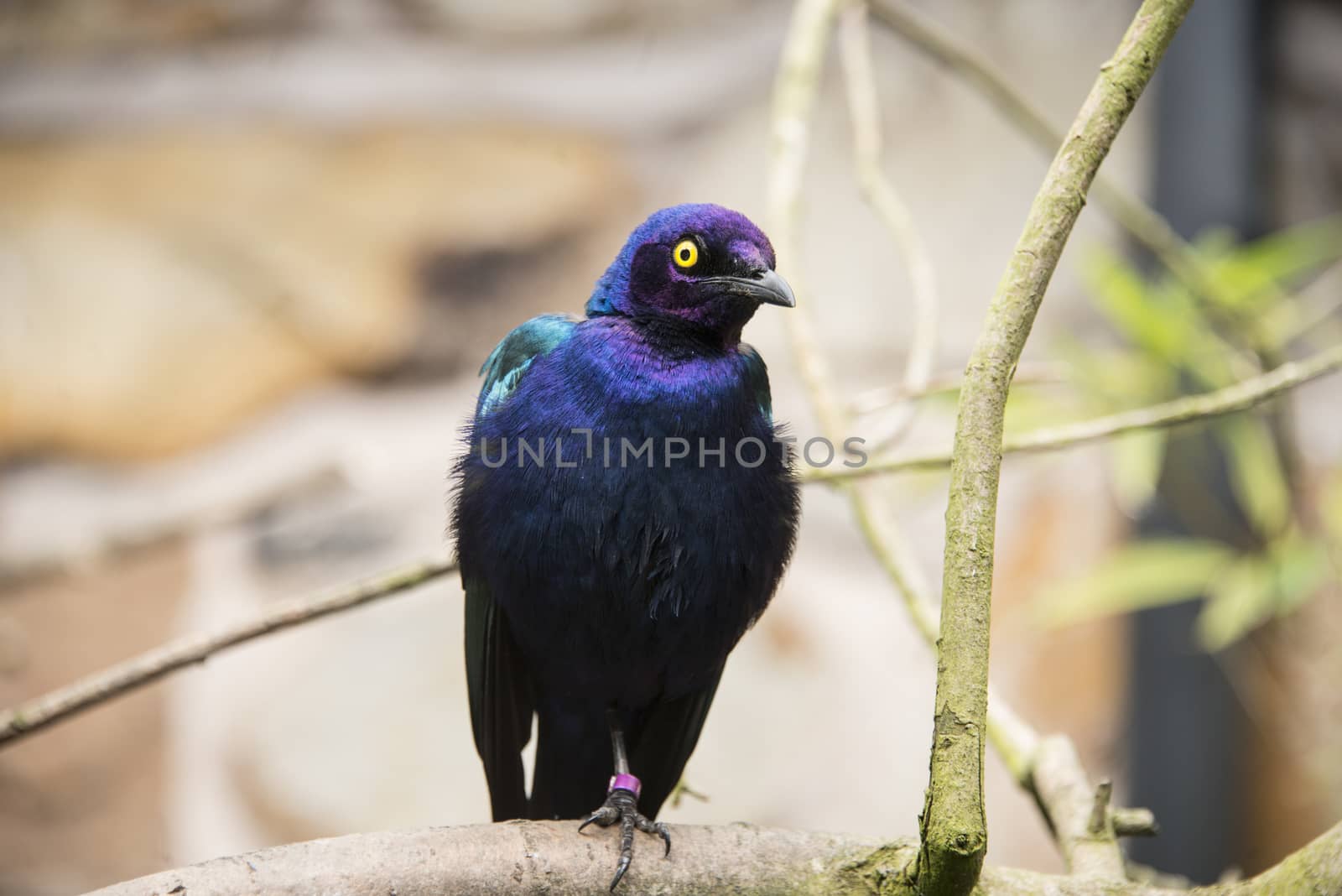 Purple glossy starling in a nature reserve