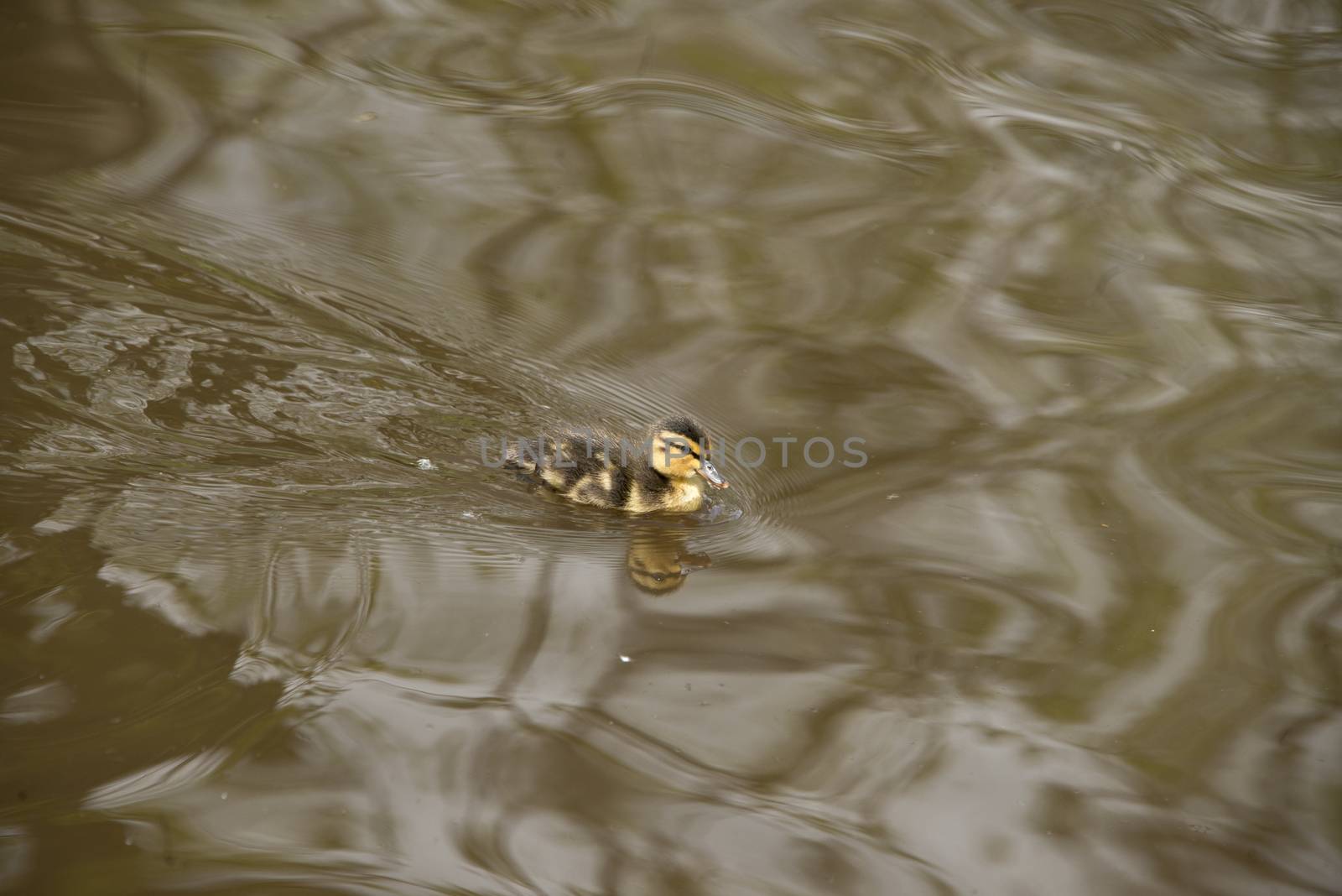 A tiny duckling swims across a lake