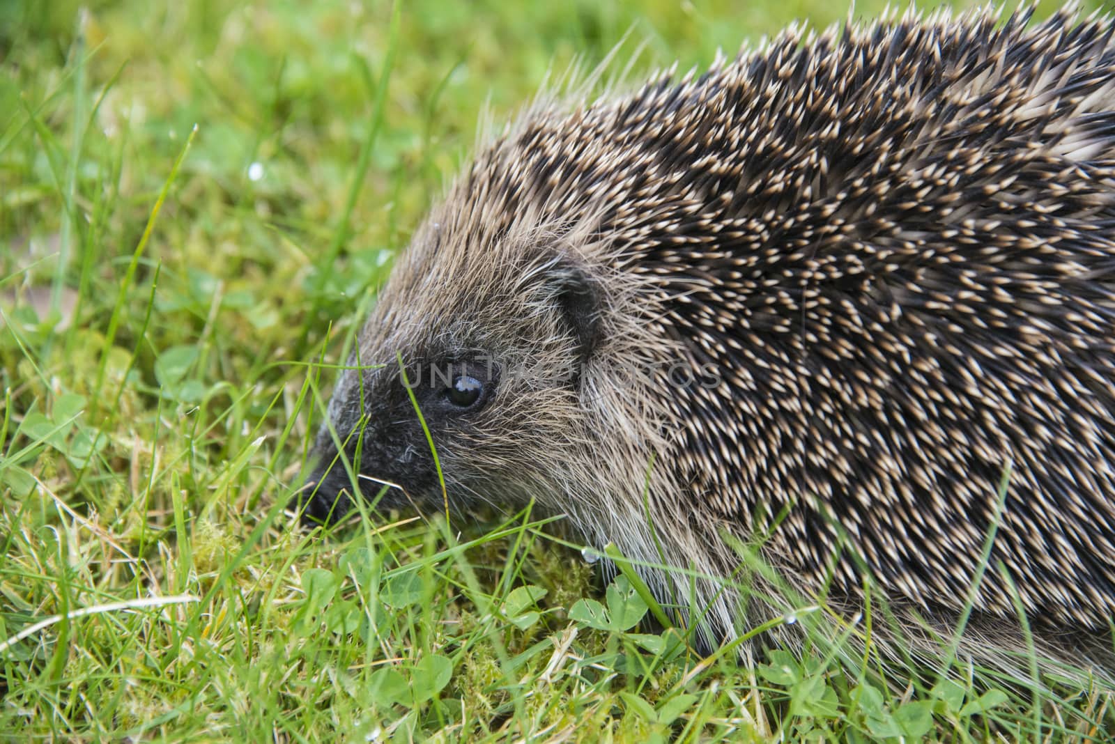 A young hedgehog searching for food around a garden in England