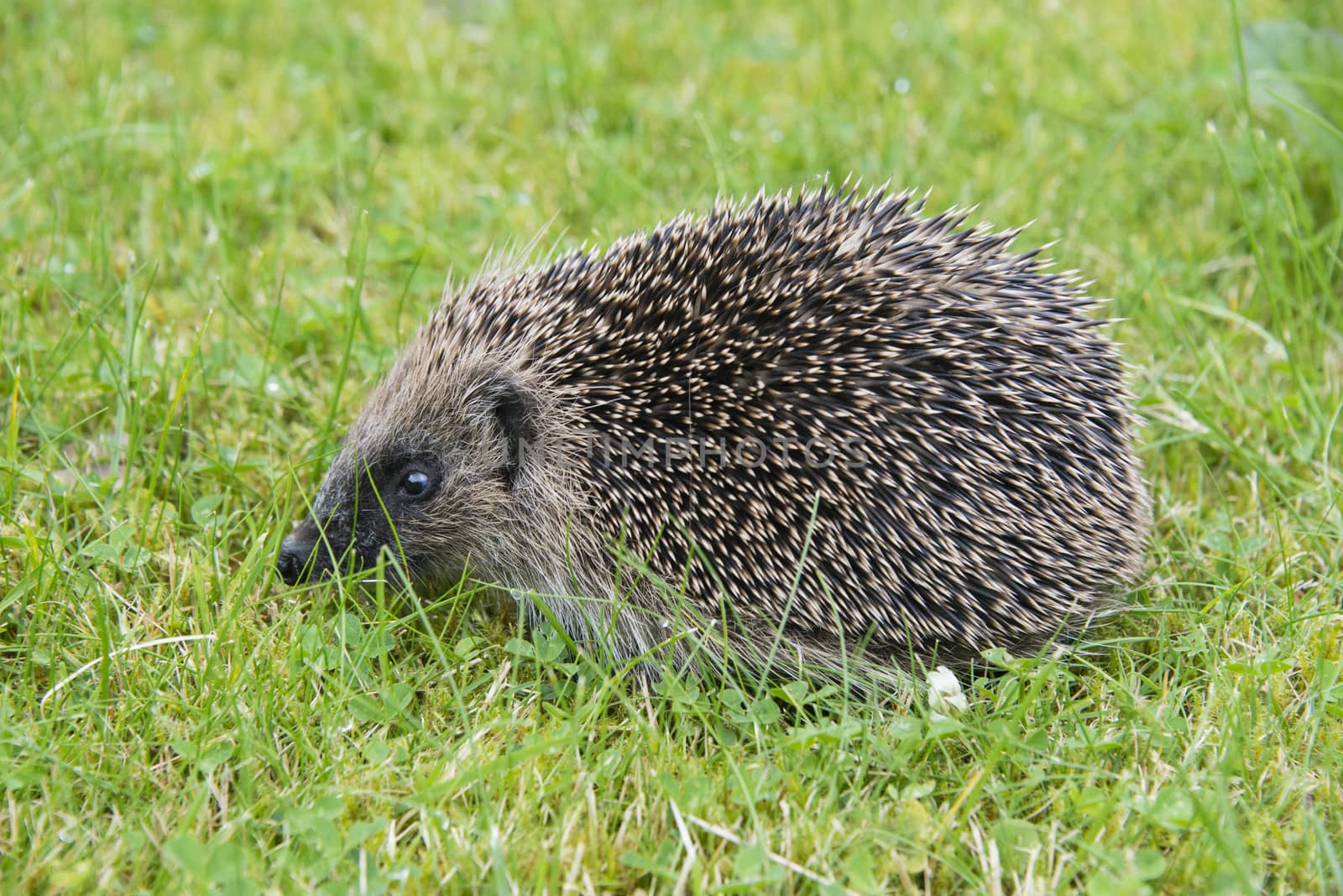 A young hedgehog searching for food around a garden in England