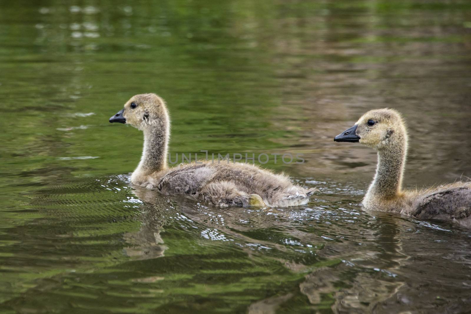 Canada goose goslings in a pond in Staffordshire