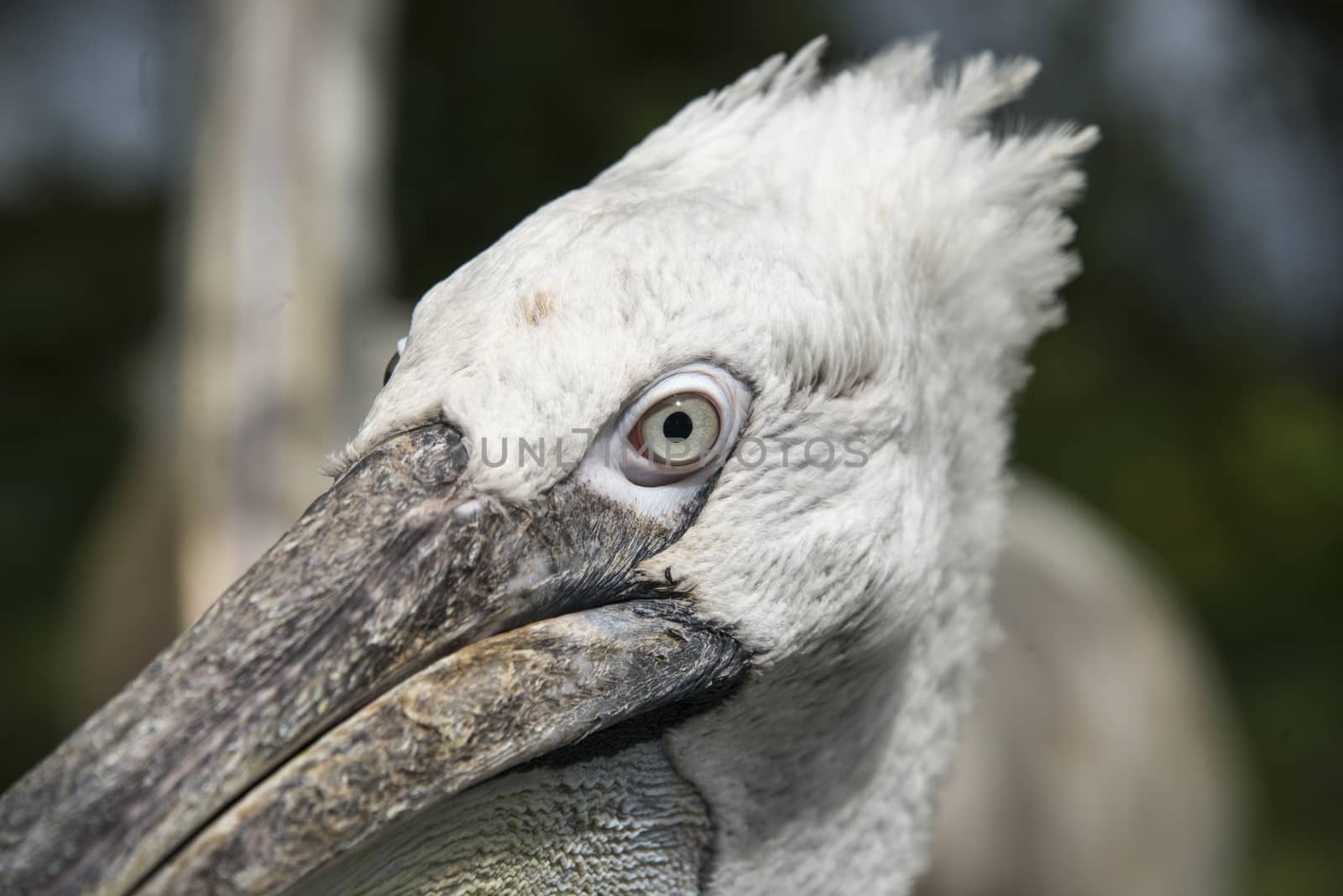 Close up of a pelican in a zoo