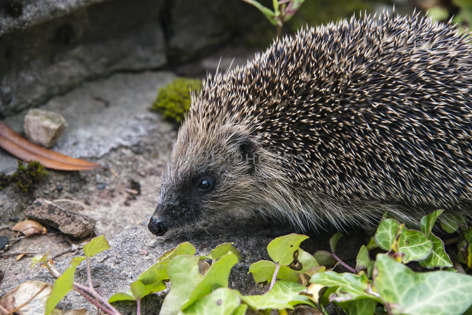 A young hedgehog searching for food around a garden in England