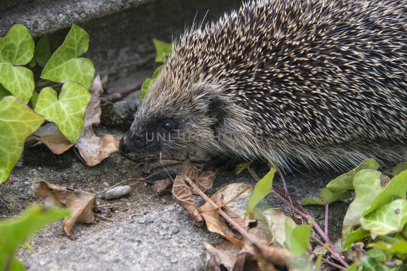 A young hedgehog searching for food around a garden in England