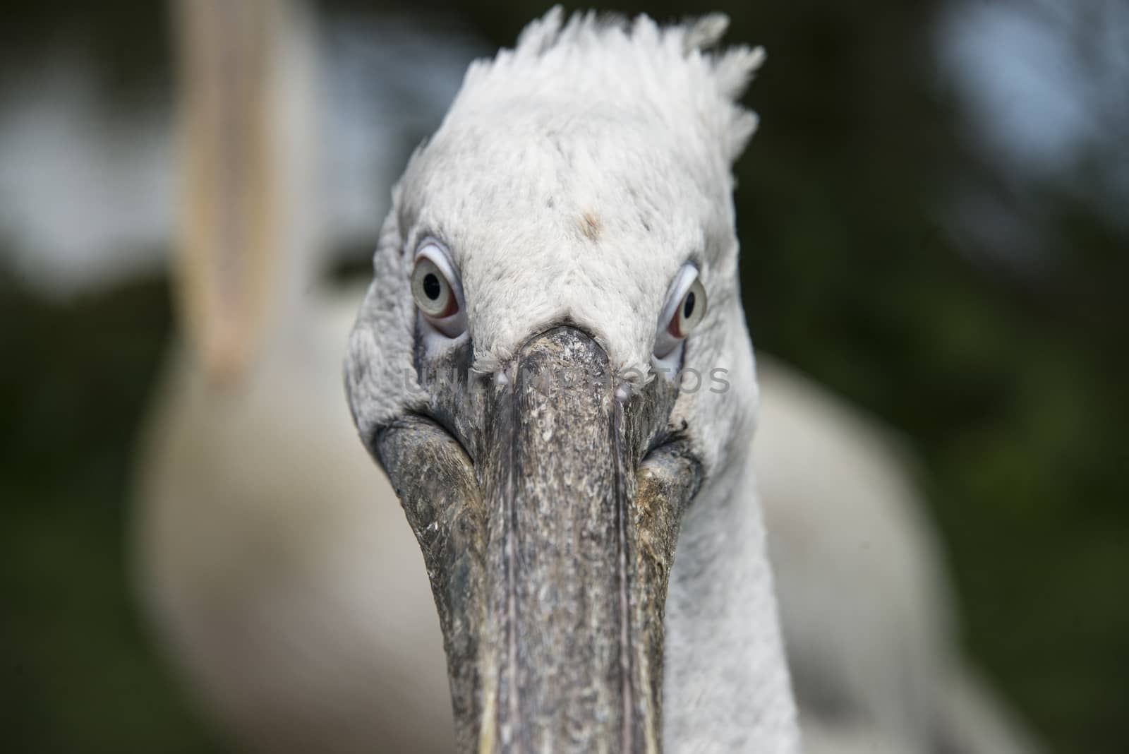 Close up of a Dalmatian pelican in a zoo