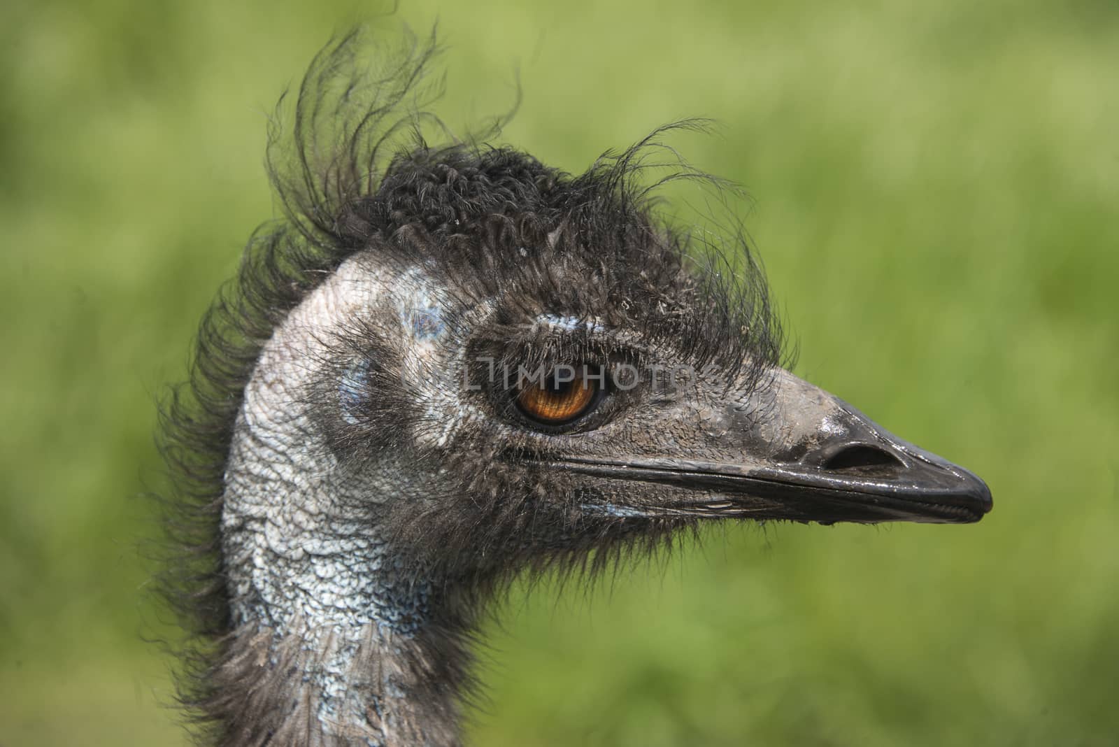 Side view of an emu in a bird reserve, England