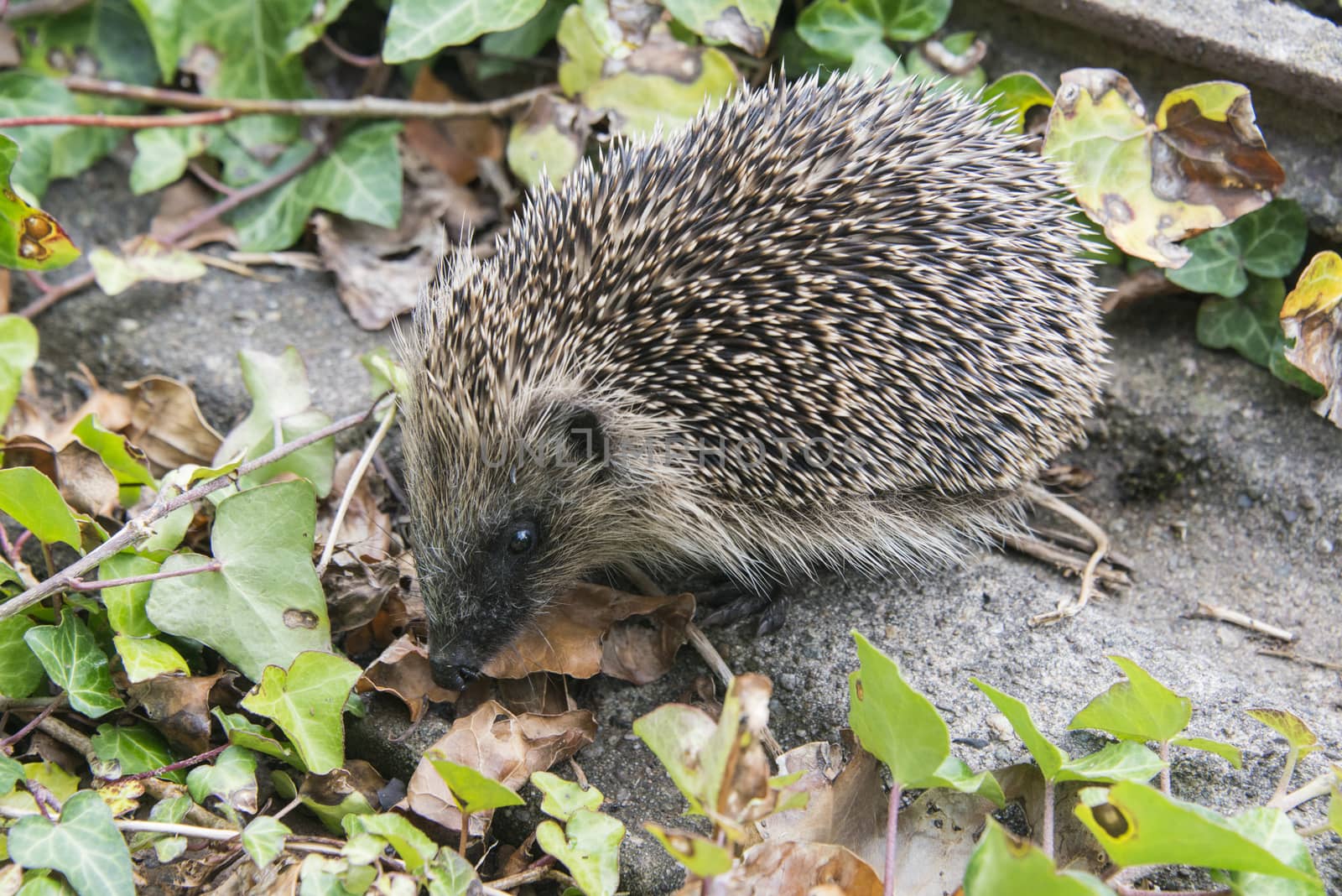 A young hedgehog searching for food around a garden in England