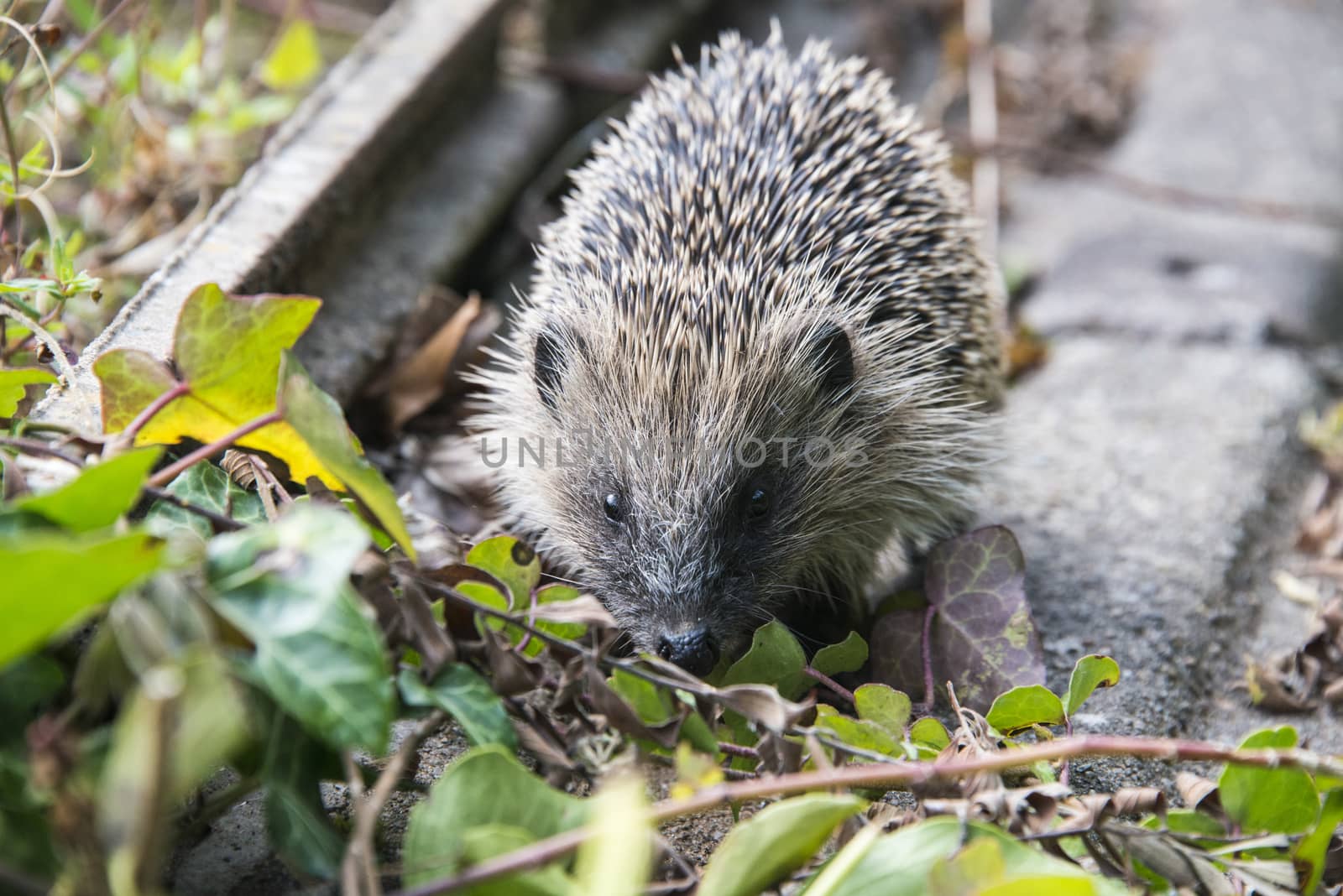 A young hedgehog searching for food around a garden in England