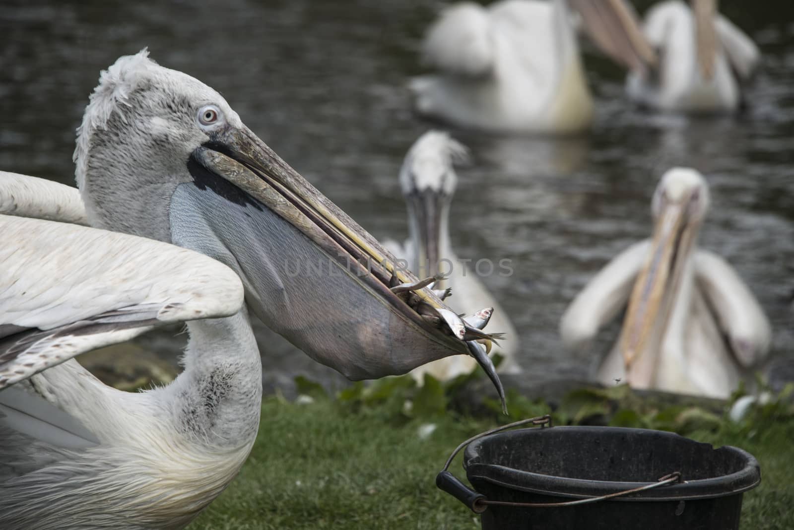 A hungry pelican steals food from a bucket, Black brook zoo, Staffordshire