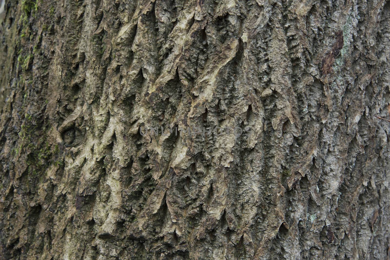 Tree bark texture